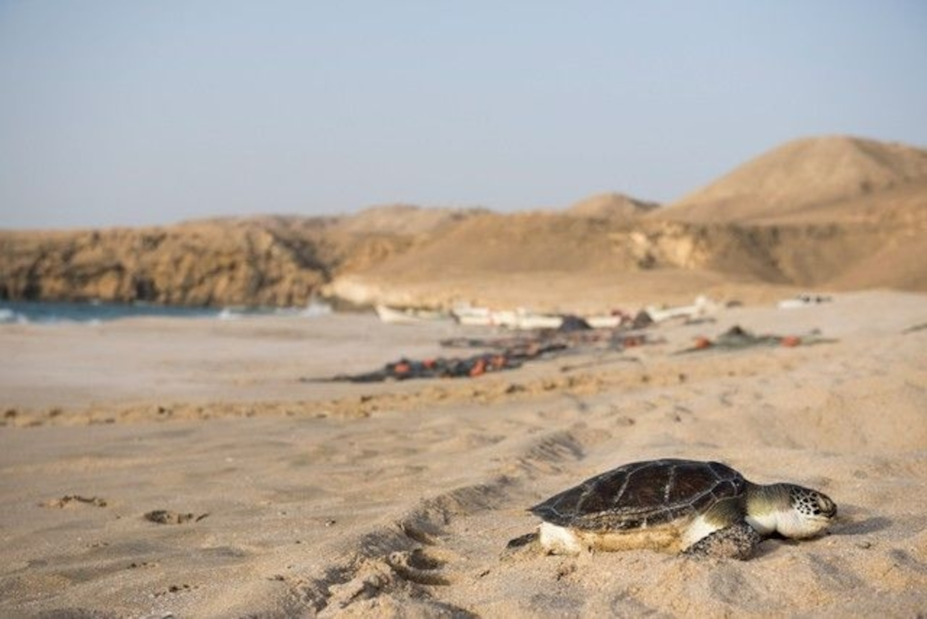 A turtle in the Ras Al Jinz Reserve