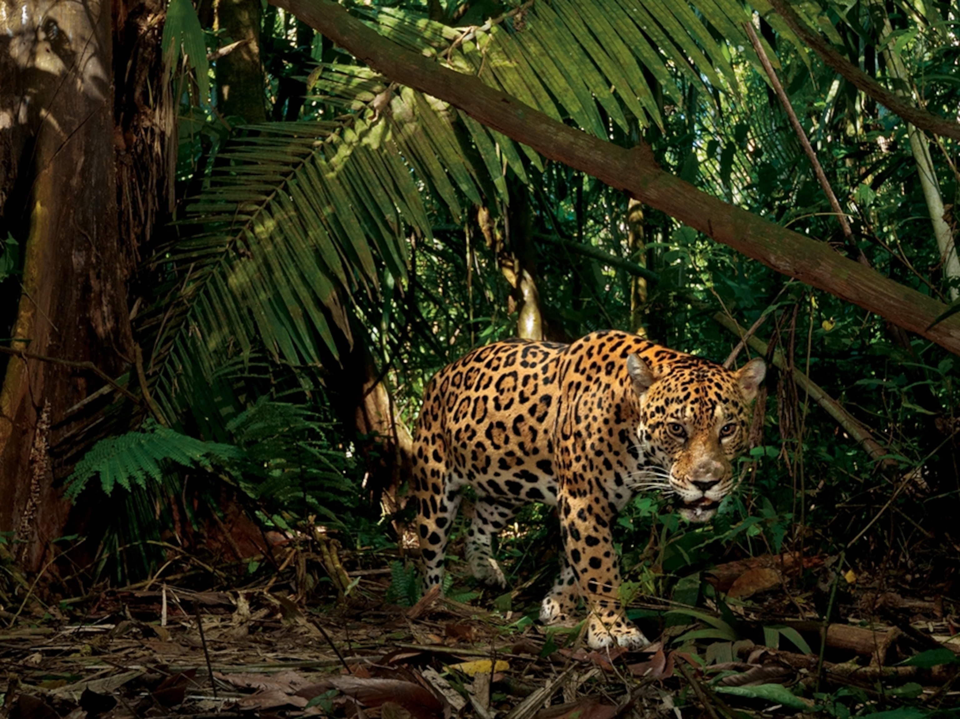 a jaguar in Yasuni National Park in Ecuador