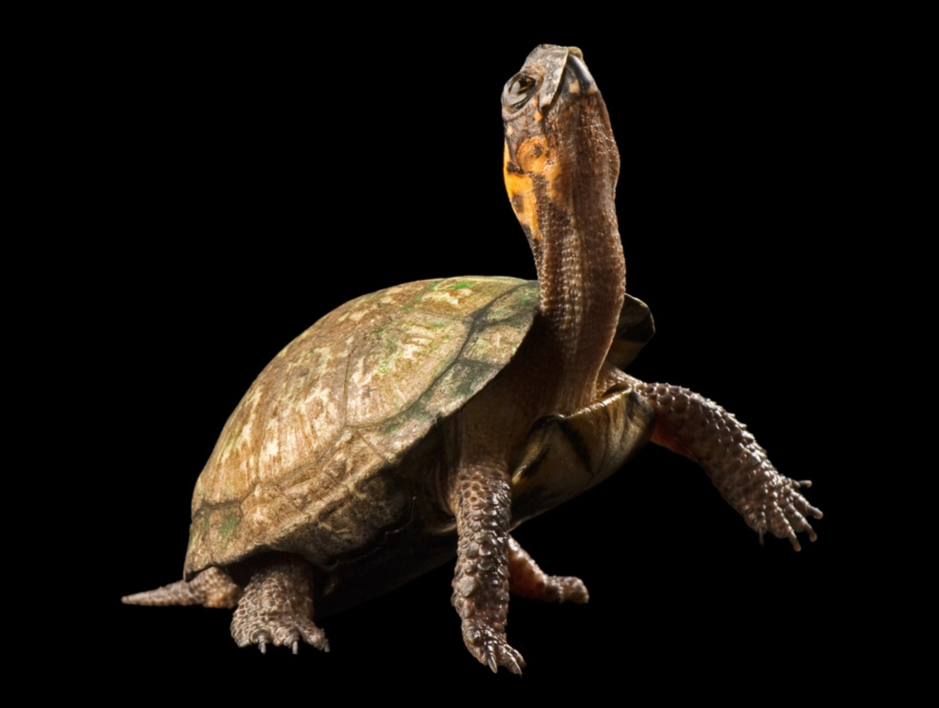 Bog turtle