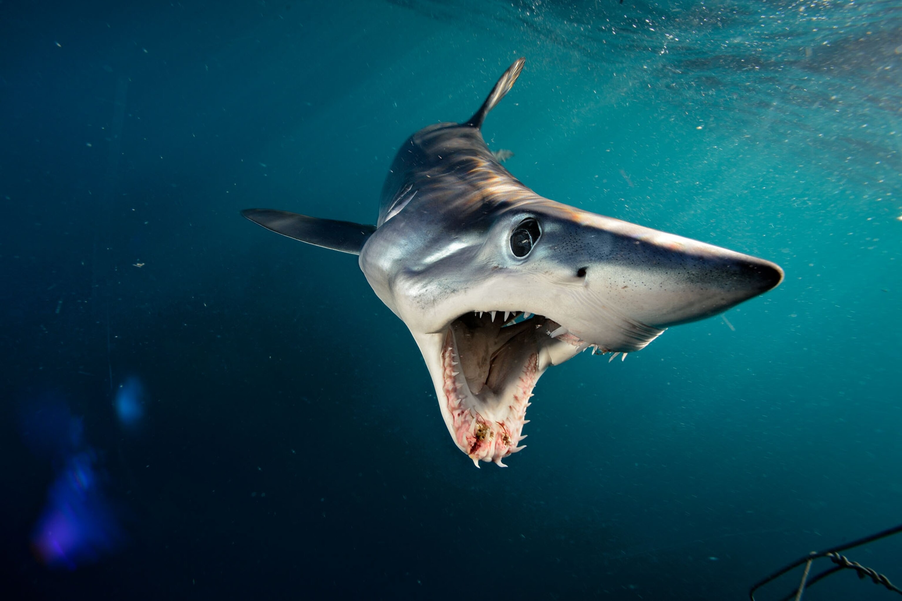 Through a Photographer's Lens, Sharks Get a Makeover