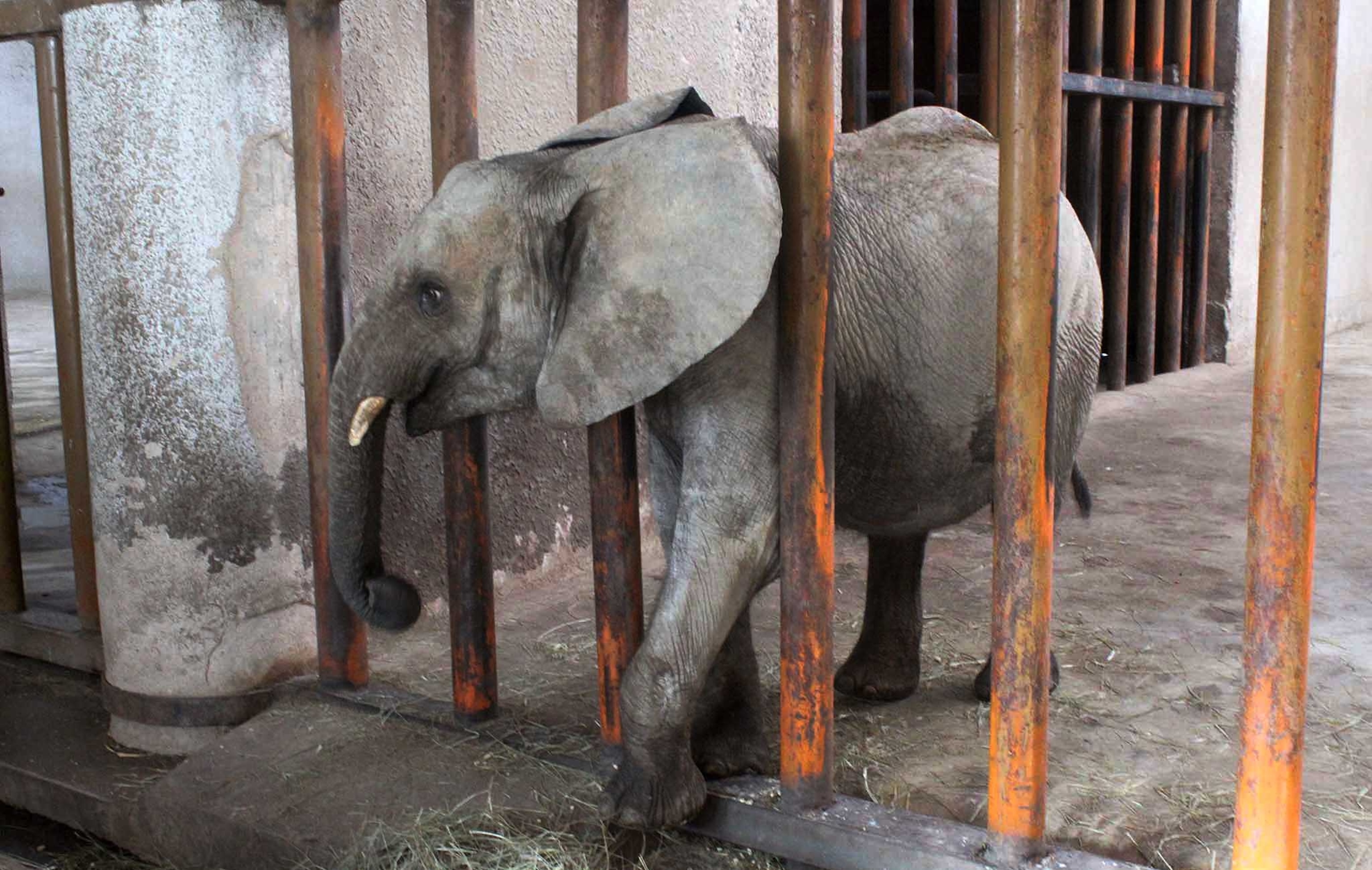 Elephant calf at Taiyuan zoo in Xinghualing, Taiyuan, Shanxi, China.