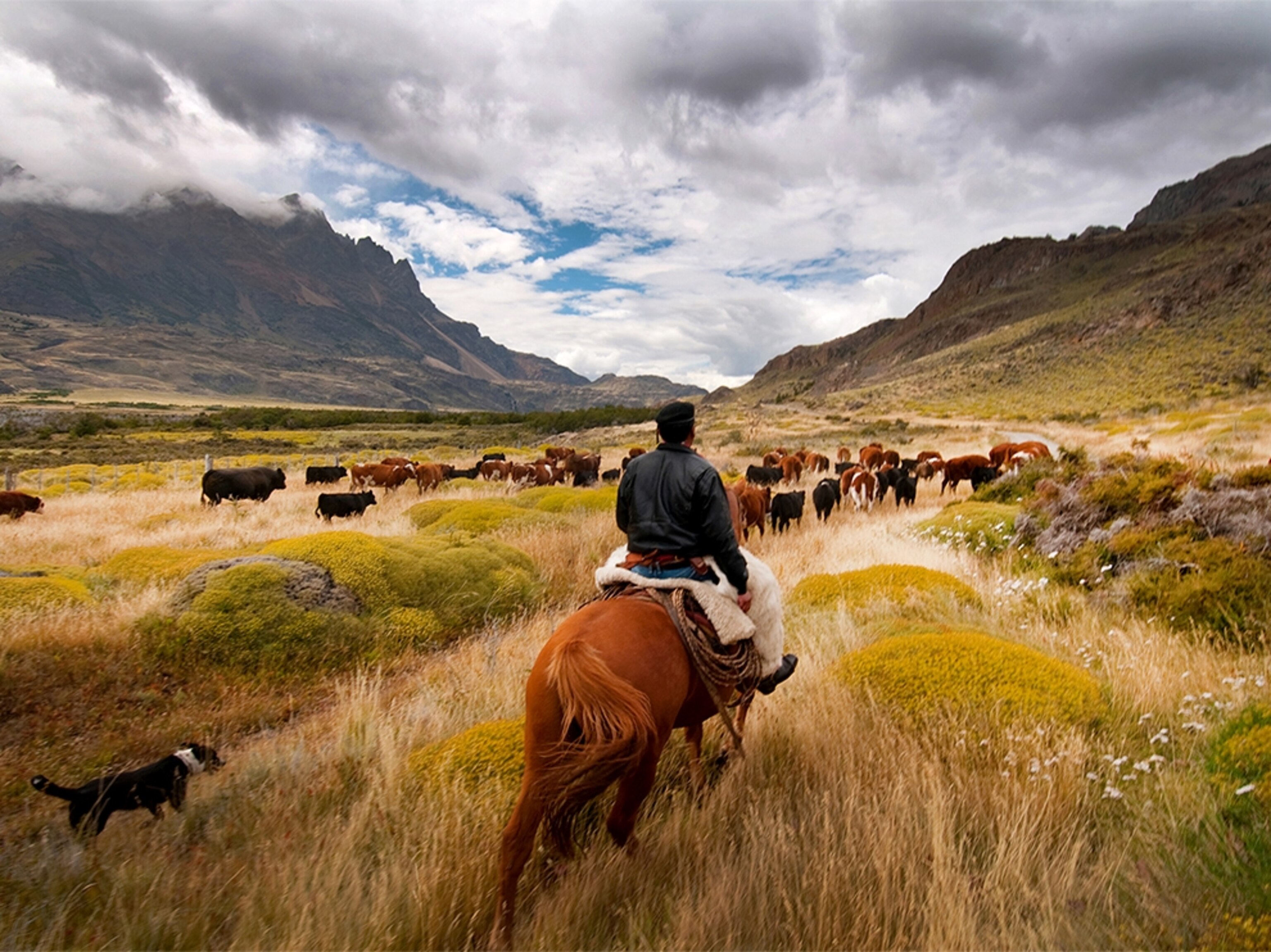 a gaucho with sheep and cattle in Patagonia, Chile