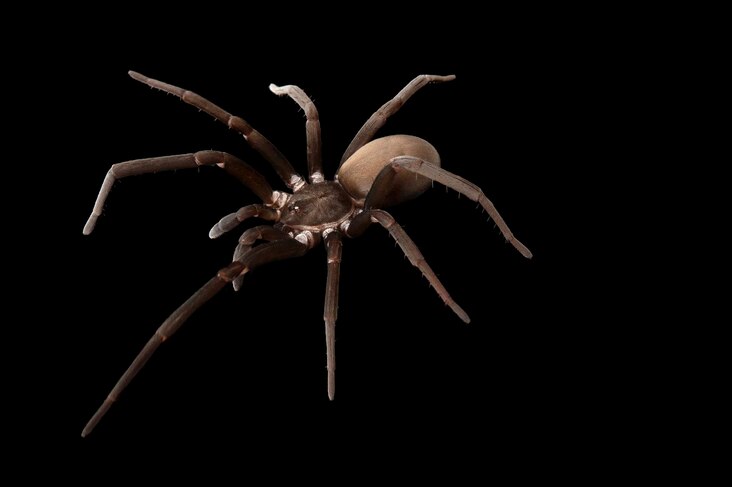 <p>Southern house spiders often resemble venomous brown recluse spiders, but they're not harmful.</p>
