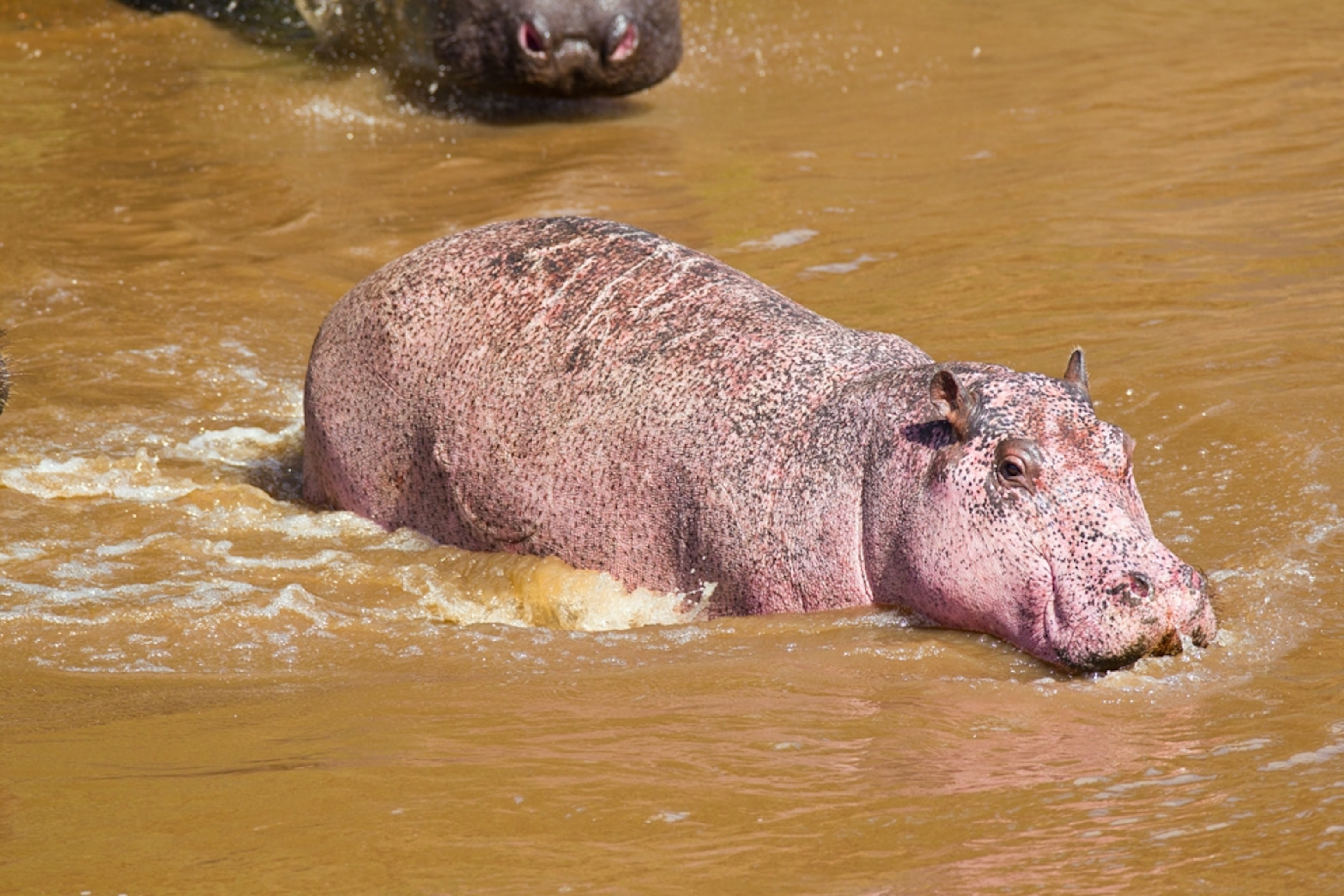 a pink hippo spotted in Kenya