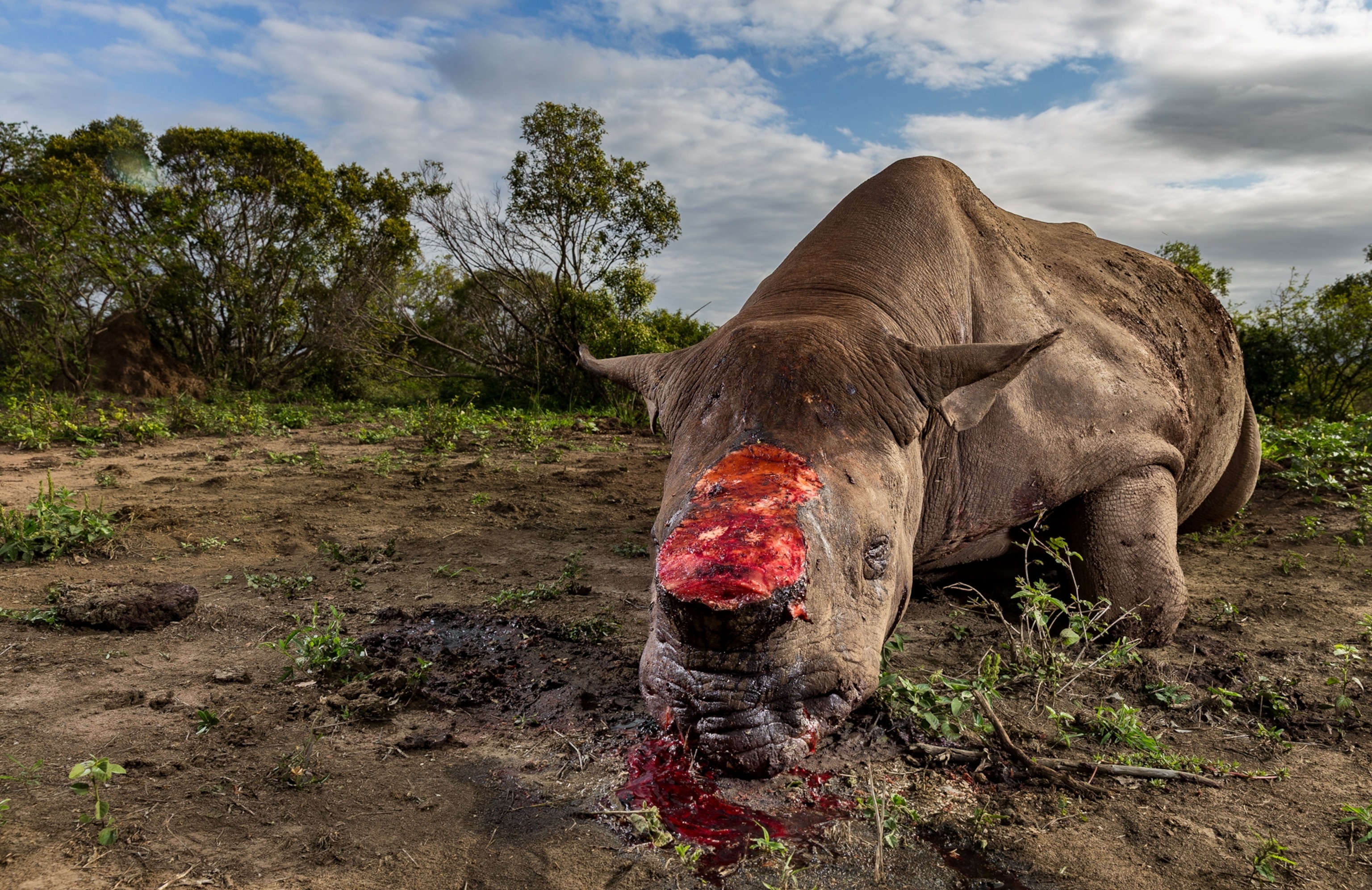 A rhino lays on the ground and around its head is a pool of blood. On top of the rhinos head is a red wound where its horn had been cut off.