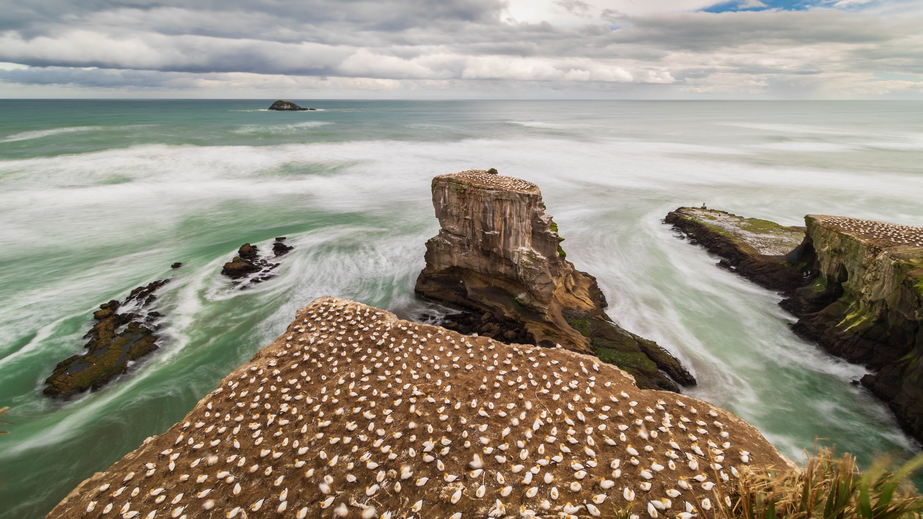 Muriwai: the gannet colony.