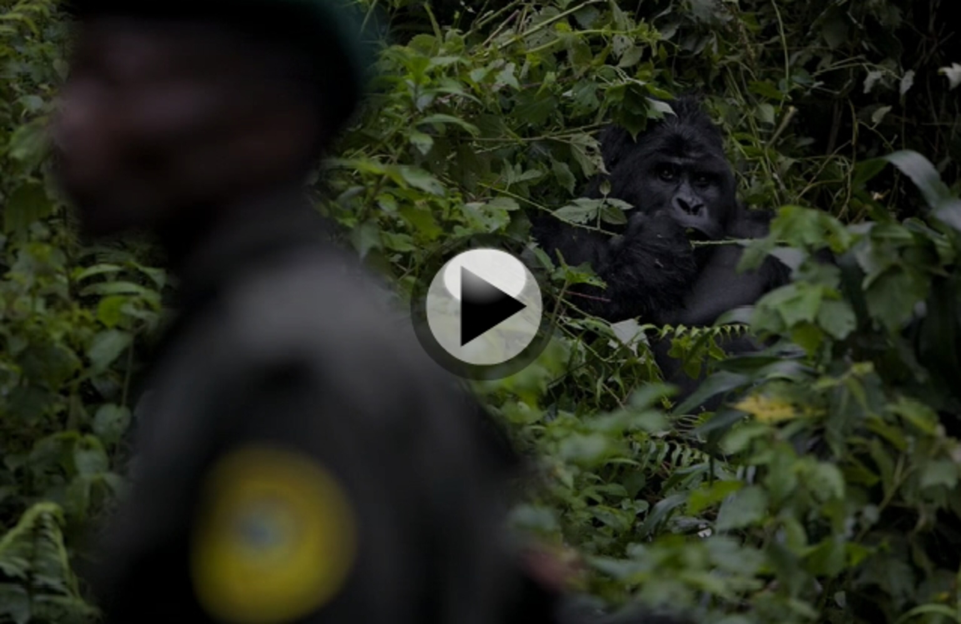 a Virunga park ranger sitting with a pair of gorillas.