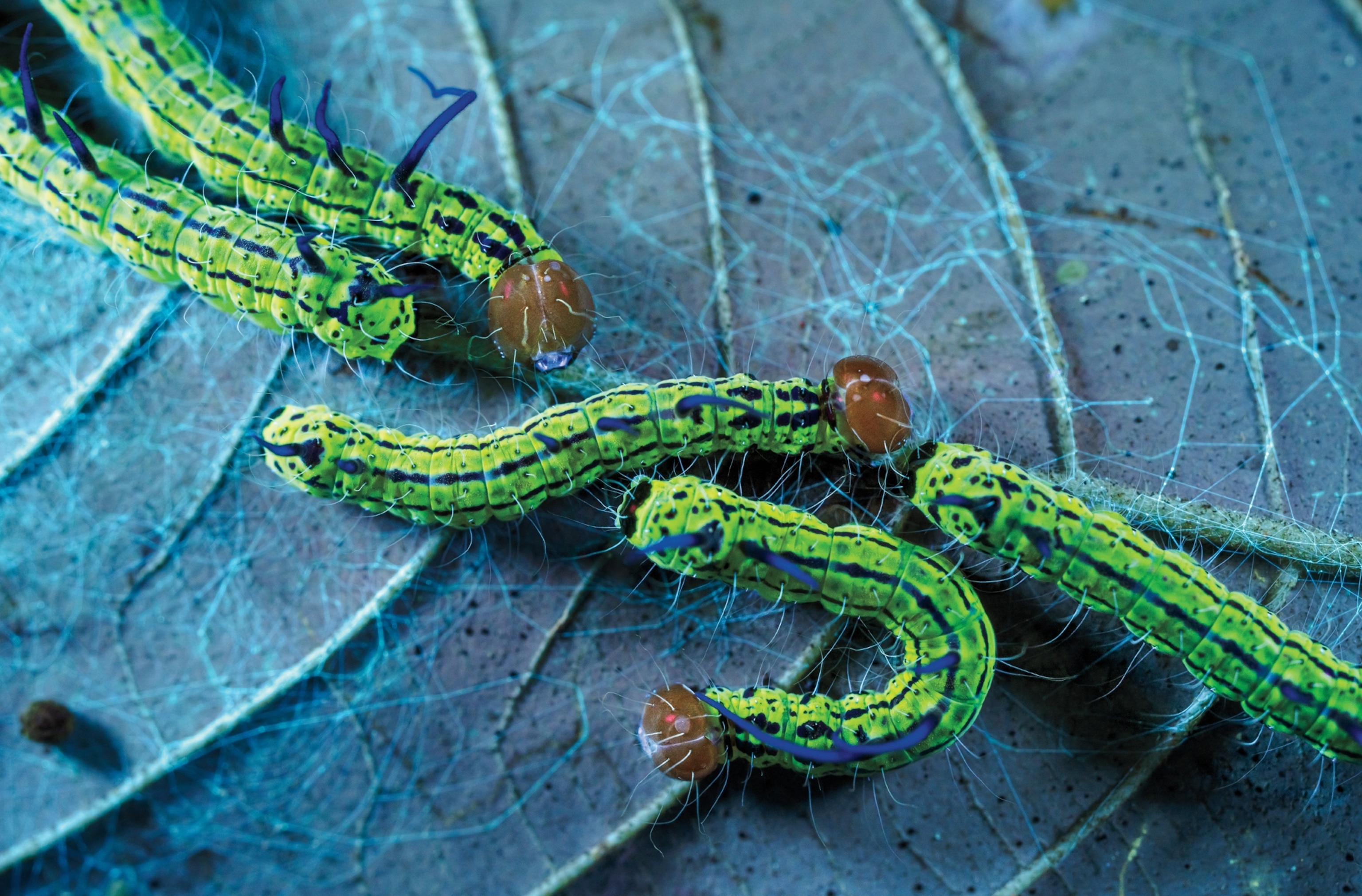 Five caterpillars that are bright green with blue lines sit onto of a leaf with visible bright blue lines.