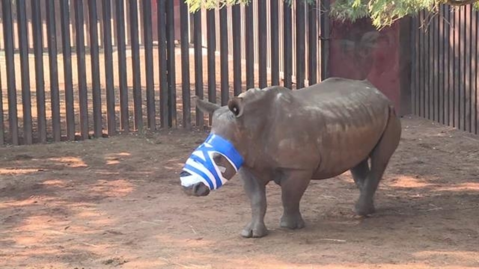 North Korean Diplomats Accused of Smuggling Ivory and Rhino Horn | National  Geographic, image size:1884x1060