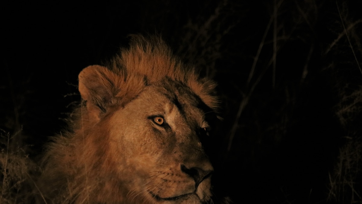Shades of dark: the story of night photography - Vimarsana News