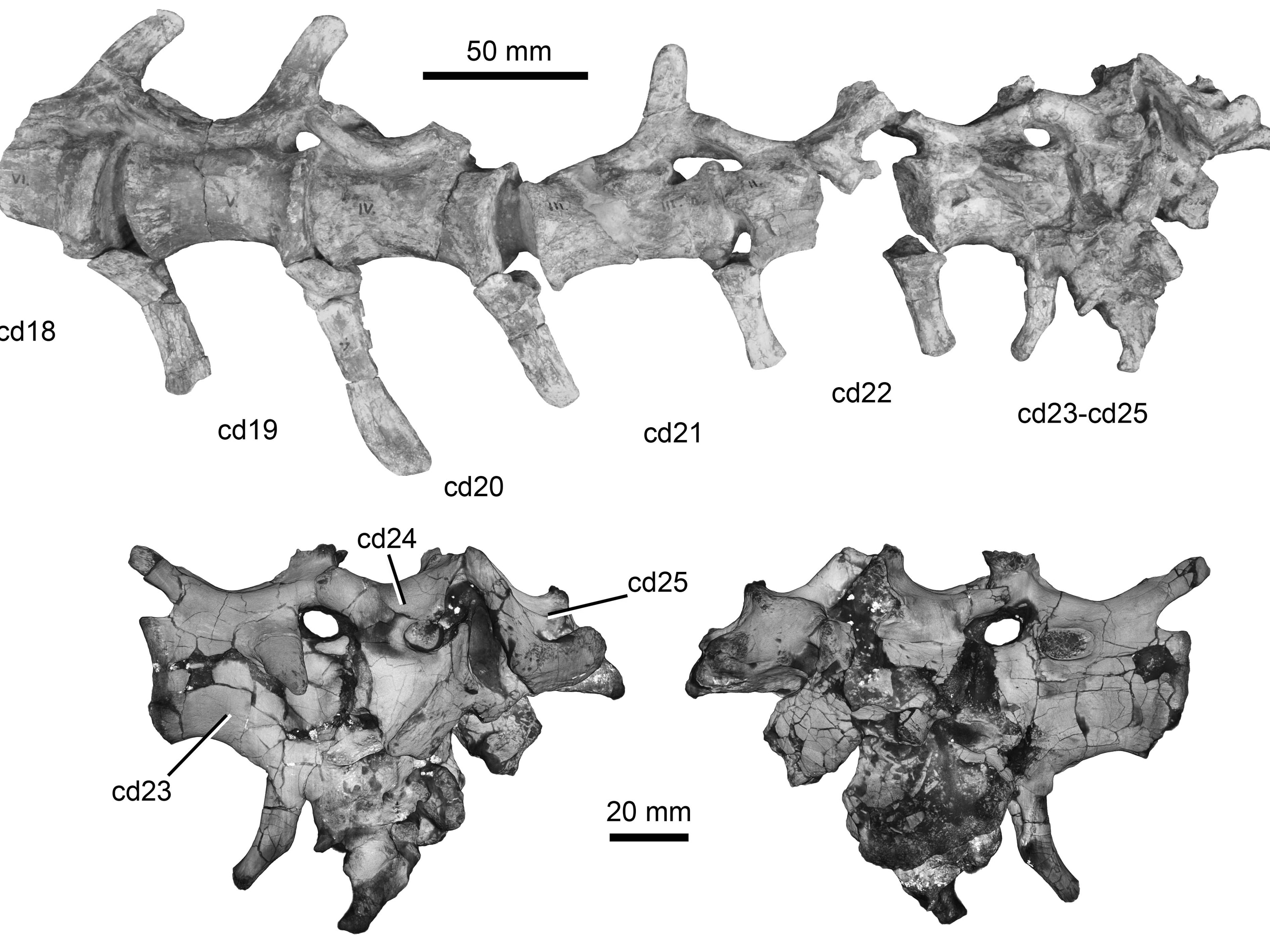 Gnarly Fossil Tells of a Torn Dinosaur Tail
