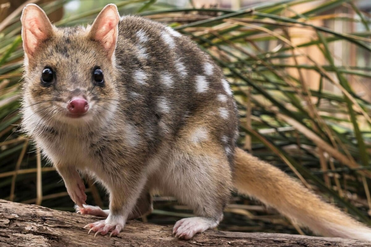 Australia Is Saving Its Eastern Quolls, Adorable CatSize Animals