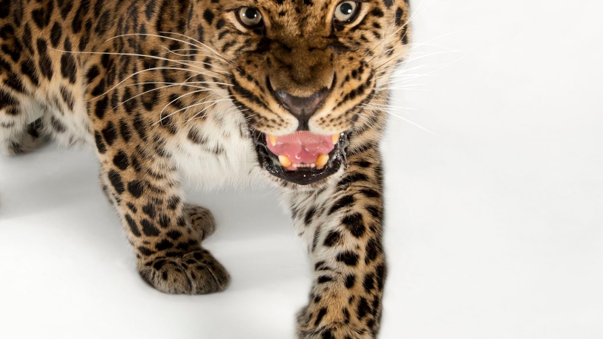 Leopard | National Geographic