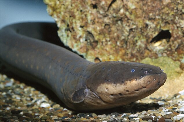 Electric Eel National Geographic