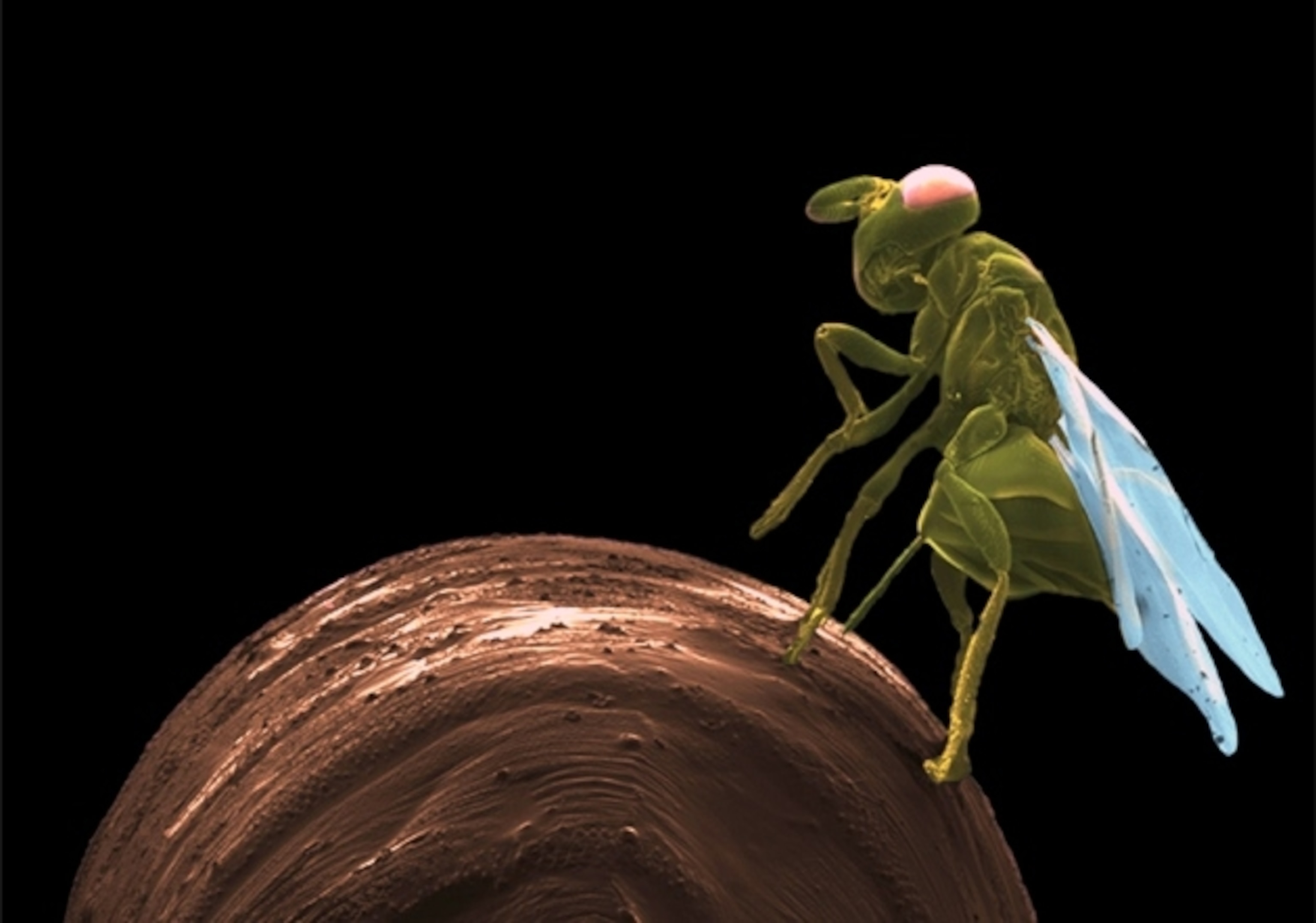 Micrograph by Robert M. Brucker