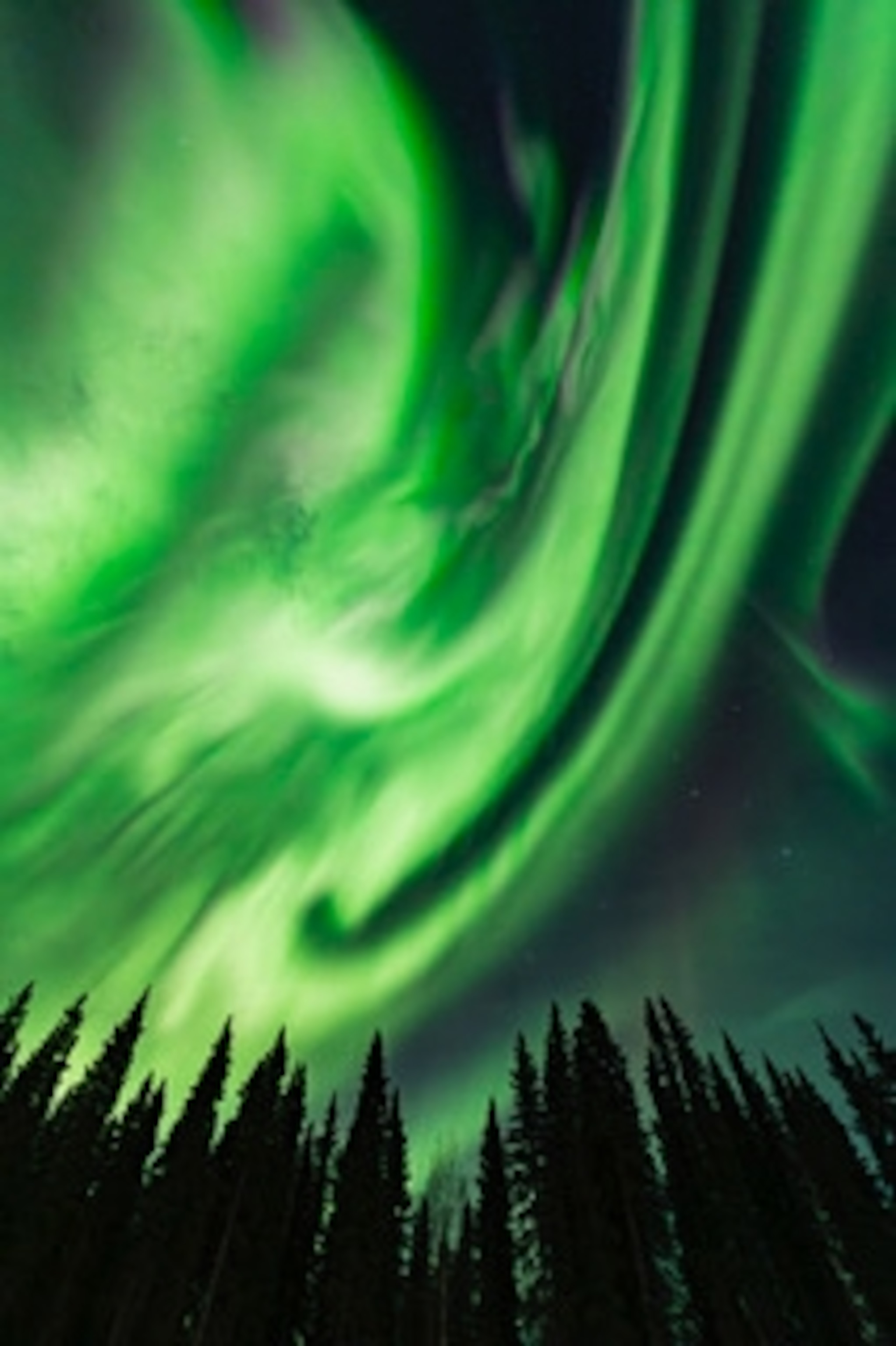 Swirls of green aurora above the silhouettes of evergreen trees