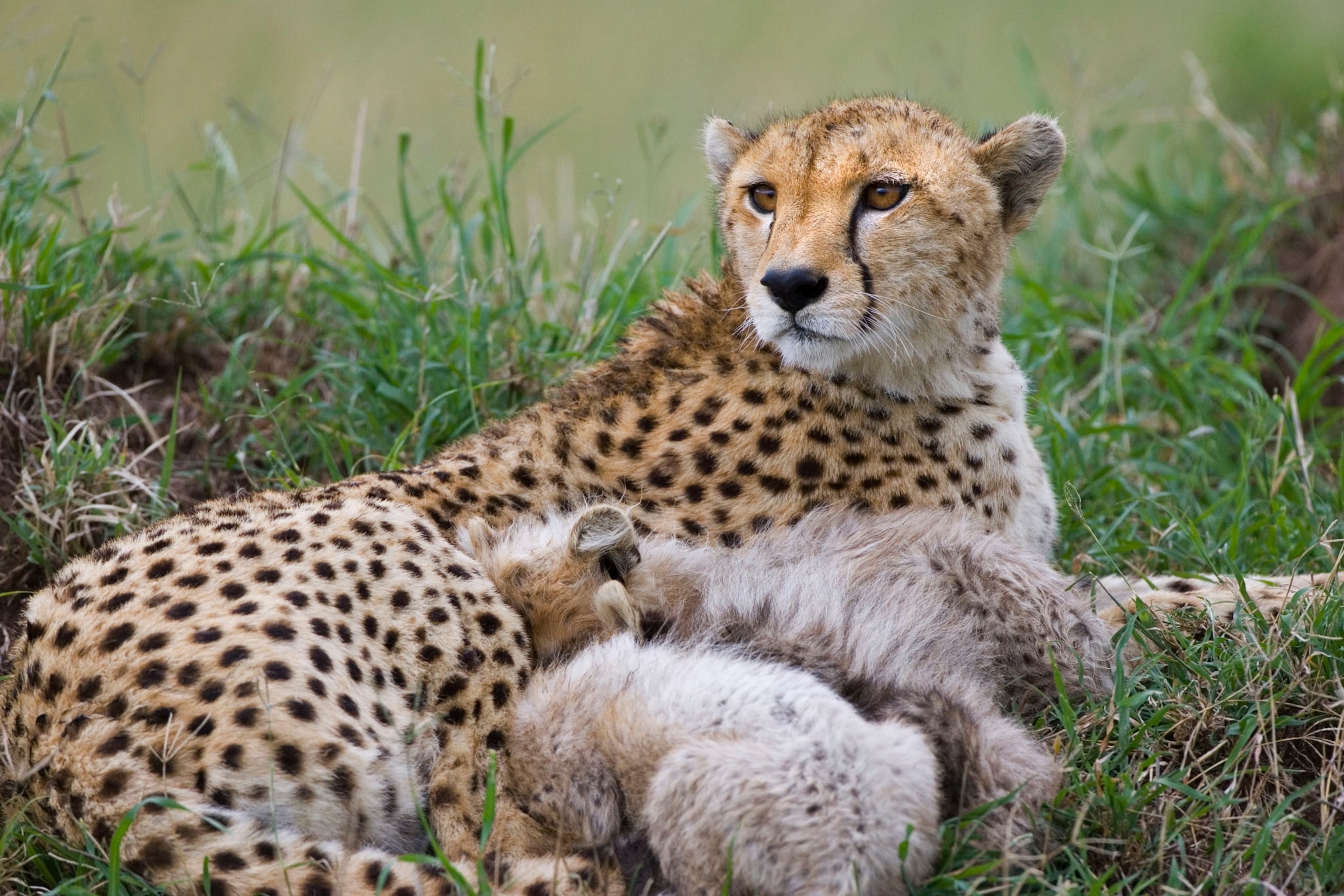 30 Sweet Moments Between Animal Moms and Babies