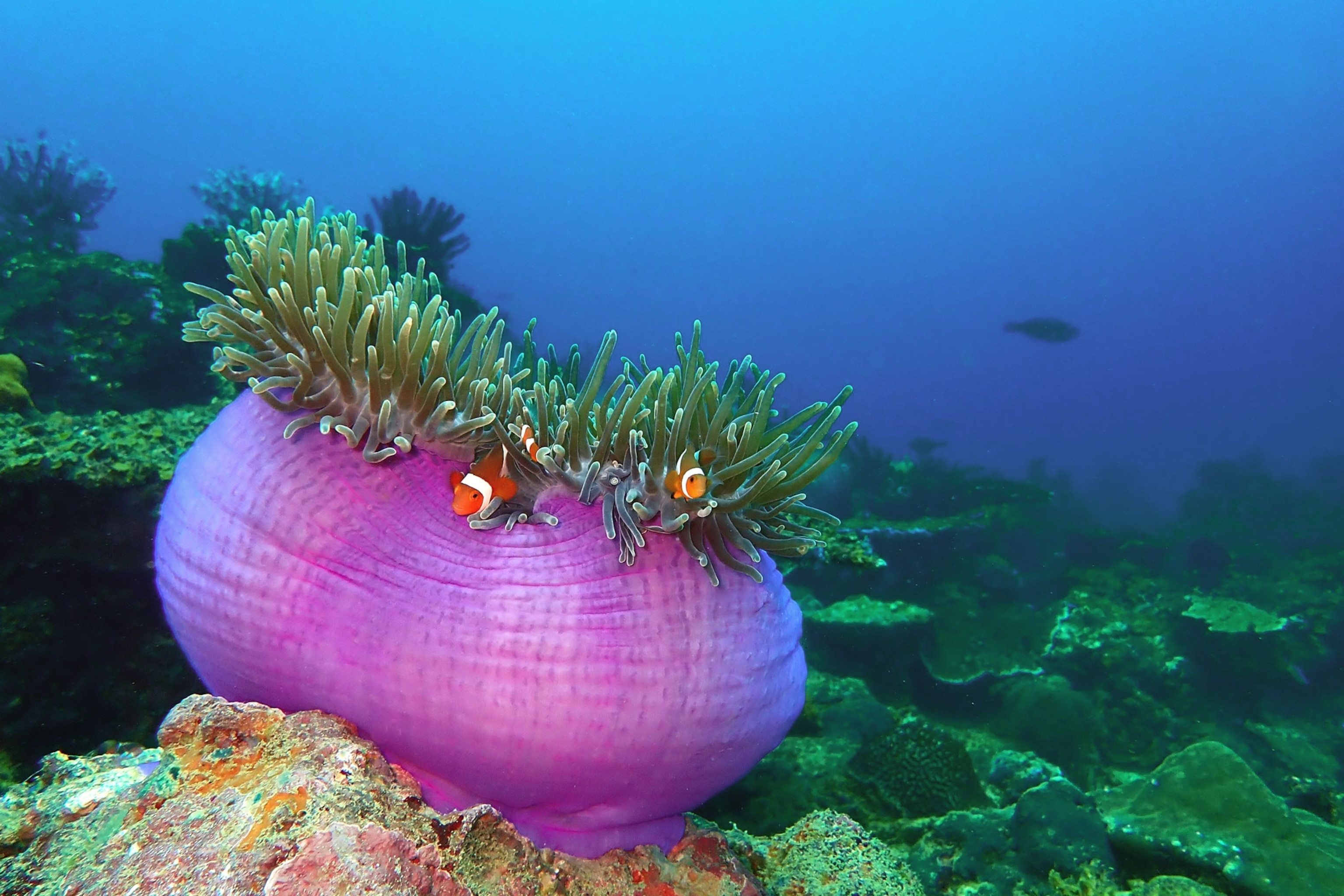 Closeup of the western clownfish in Tunku Abdul Rahman Park, Kota Kinabalu, Sabah.