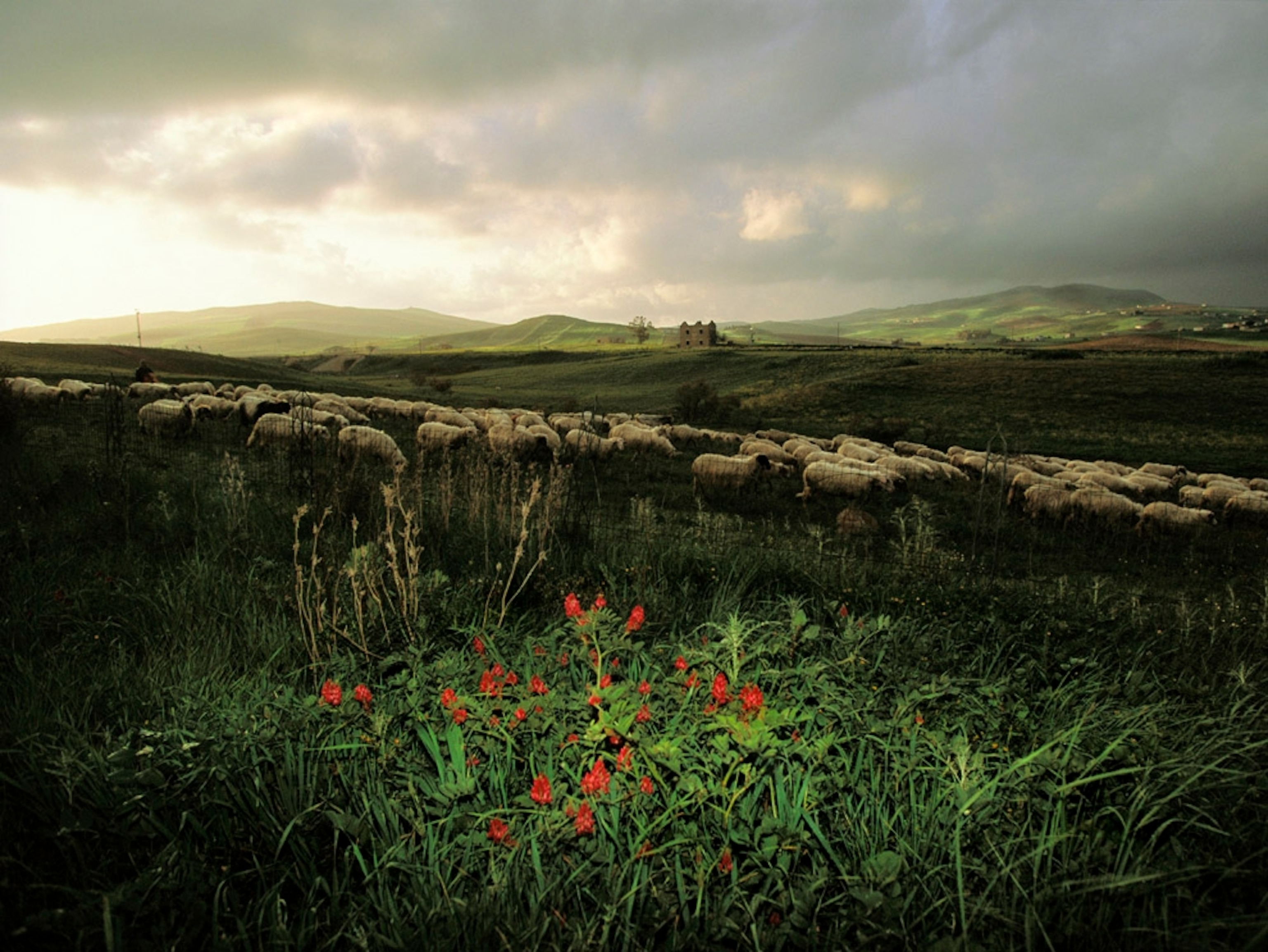 A pasture with sheep in Sicily, Italy