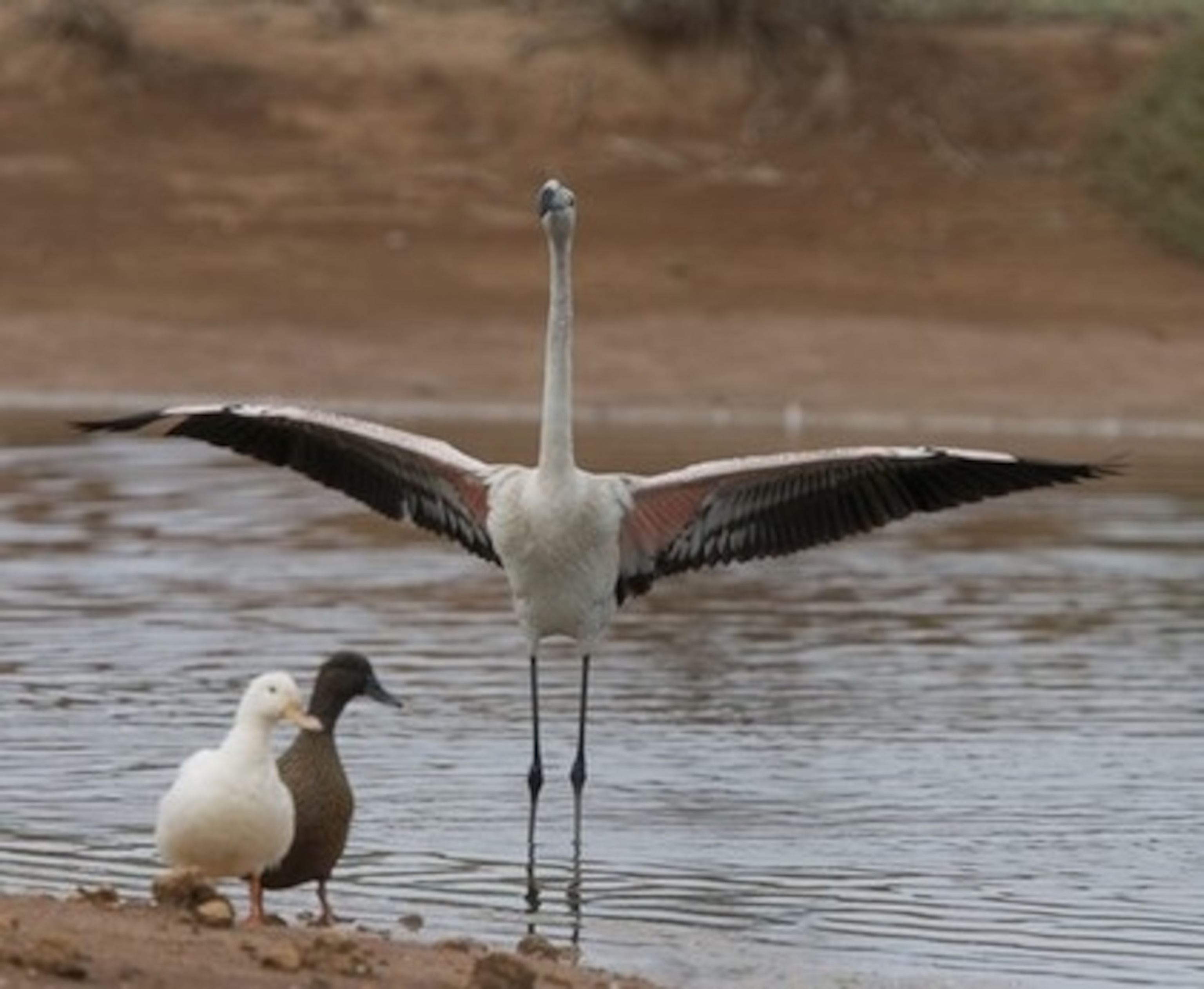 juvenile flamingo.jpeg
