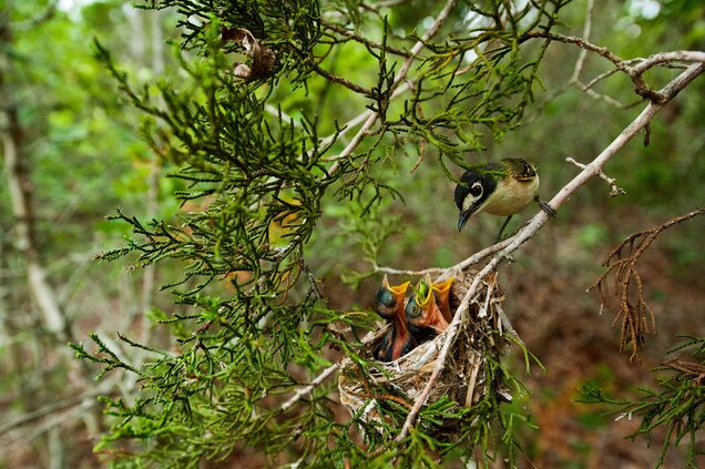 This black-capped vireo is at a nest in an Ashe juniper tree in Fort Hood, Texas. Though it's an active military base, Fort Hood is also a haven for this endangered species as well as the golden-cheeked warbler. Photograph by Joel Sartore, National Geographic Creative