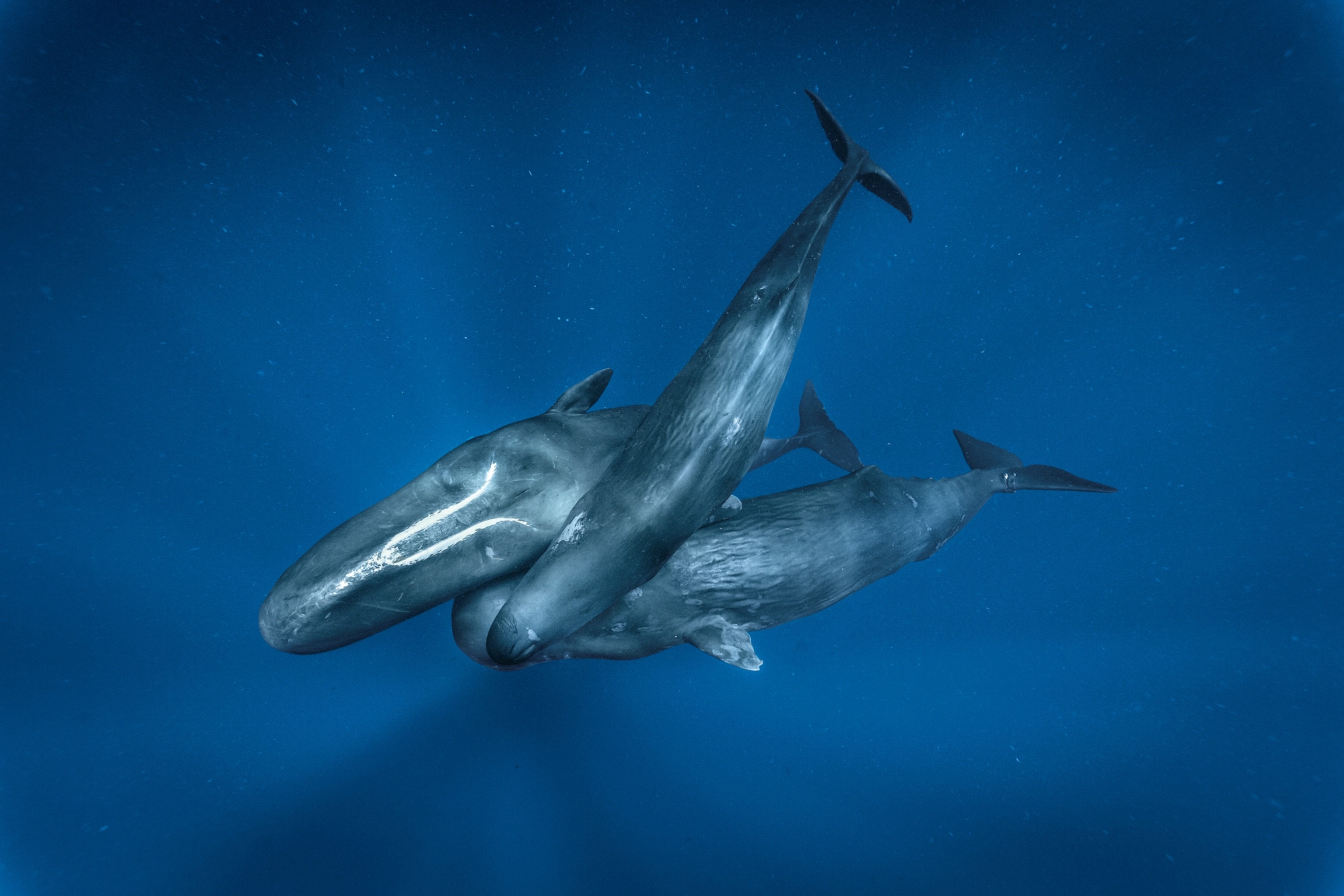 An adult sperm whale swims with her new calf and another whale.