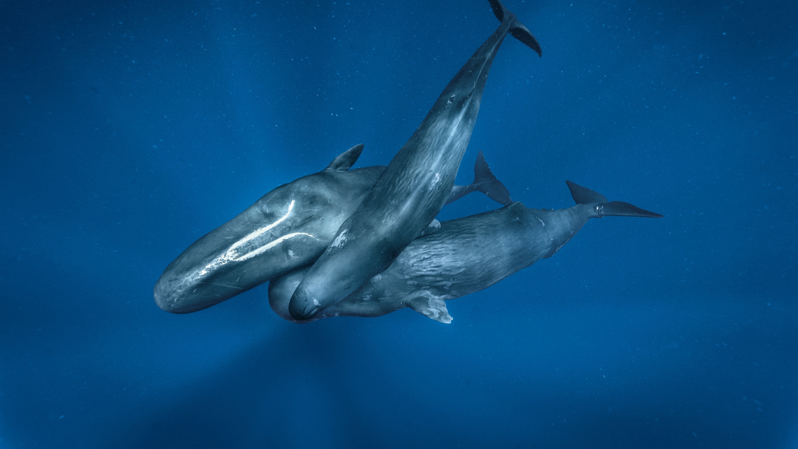 When ships are nearby, sperm whales change their calls