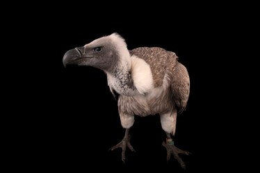 an African white-backed vulture