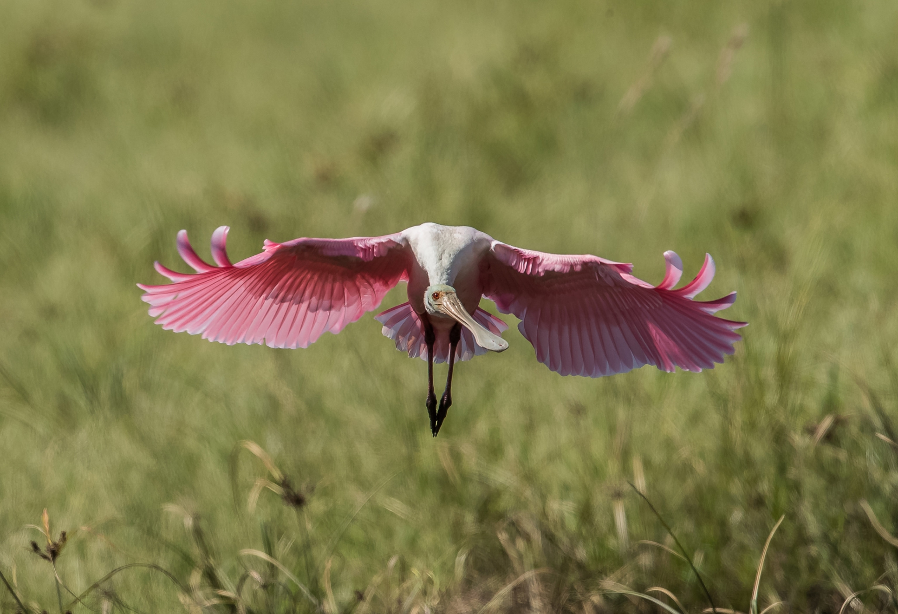 A bird flies toward the camera with its wings spread