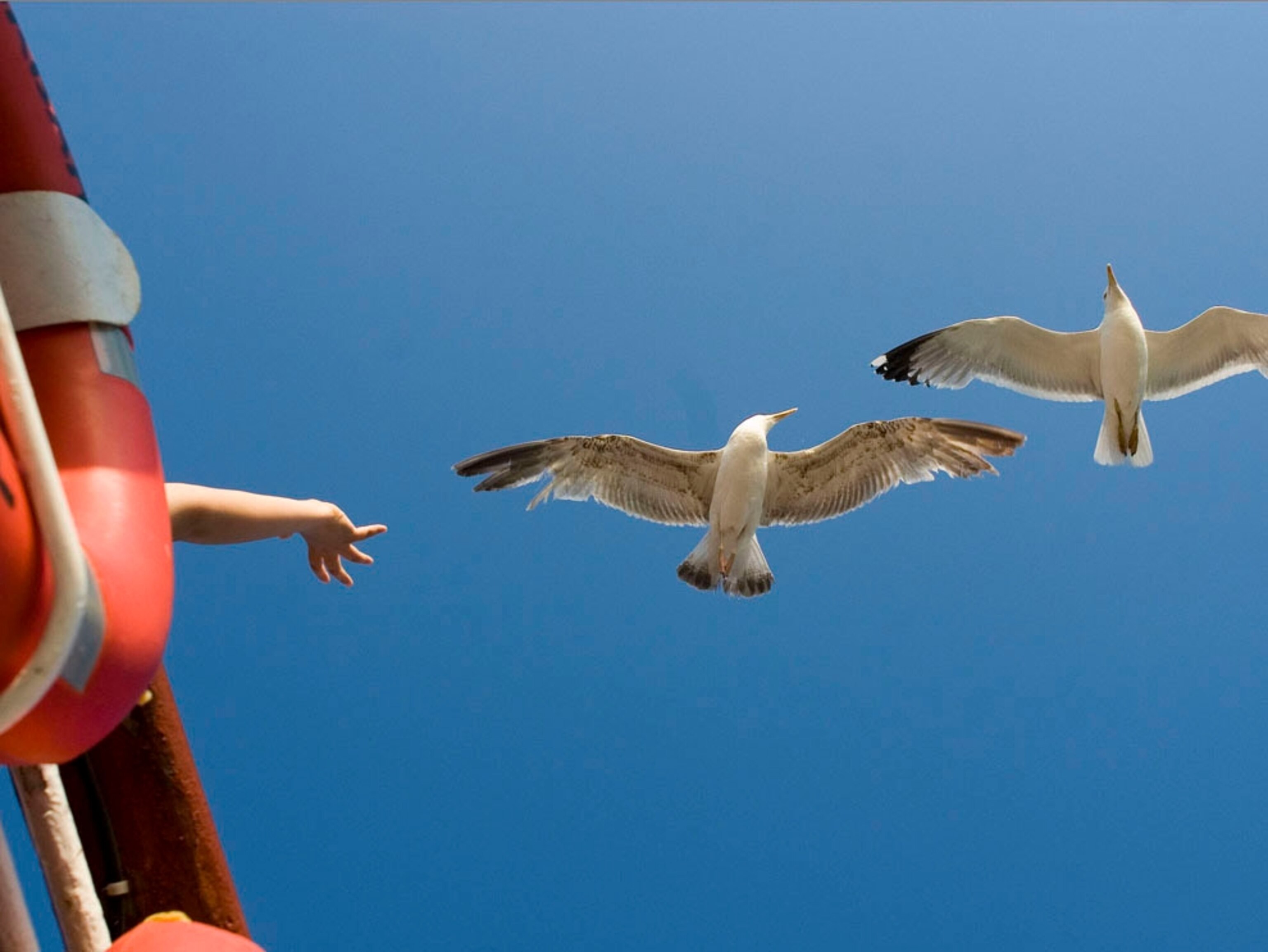 Seagulls flying near a ferry