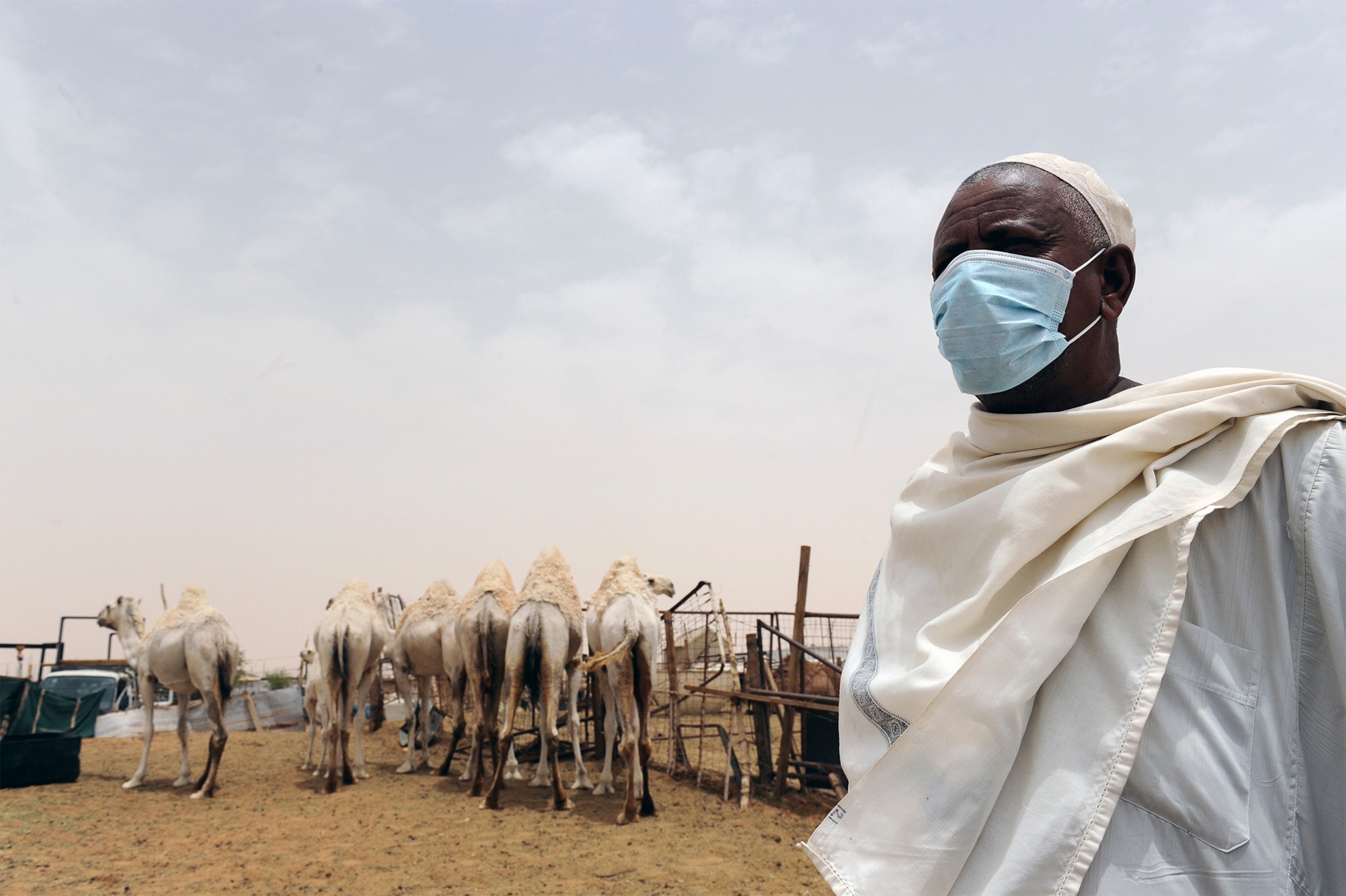 an Indian worker wearing a mask as he cares for a camel.