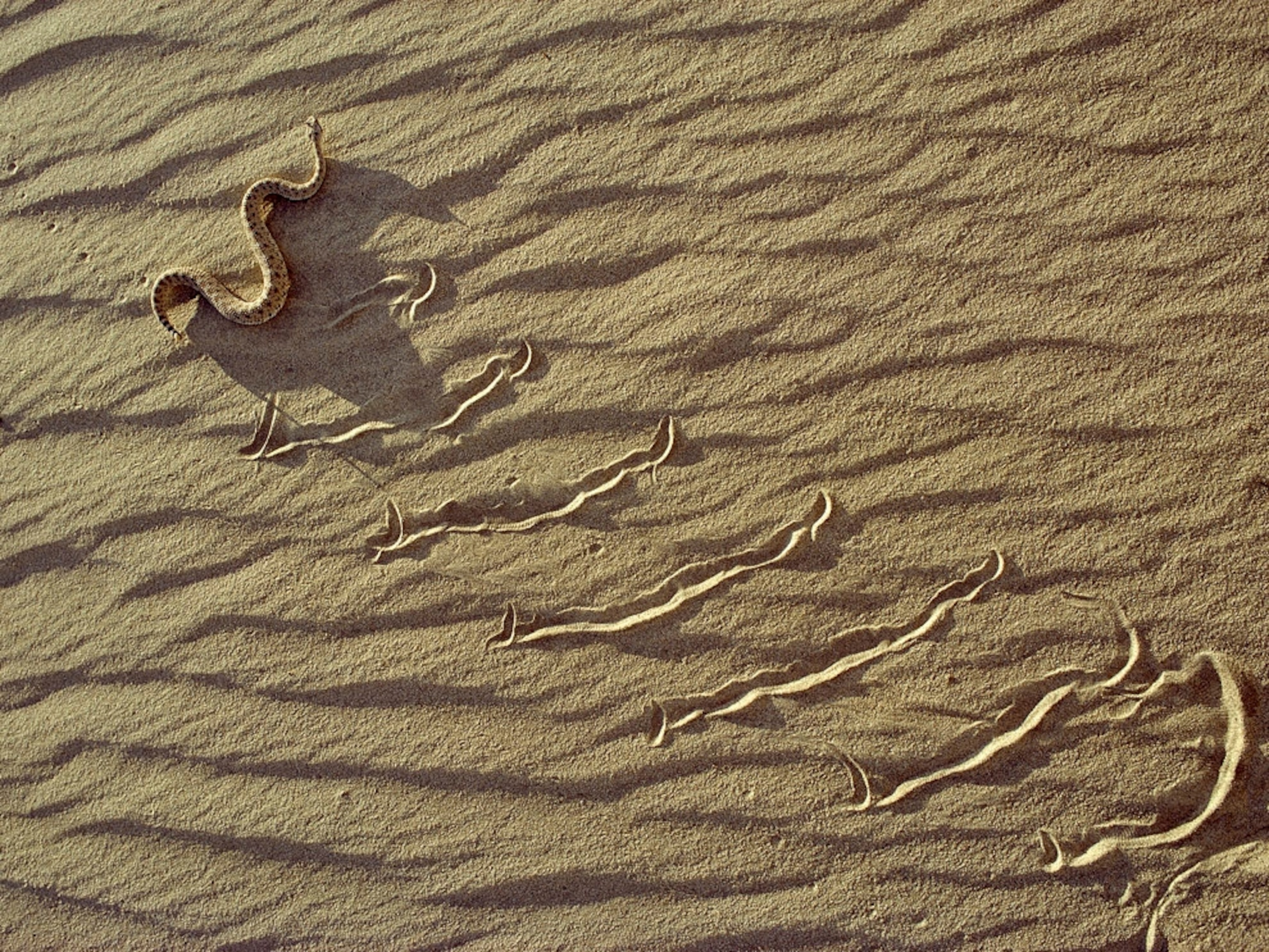 A sidewinder rattlesnake etches its pattern in the sand