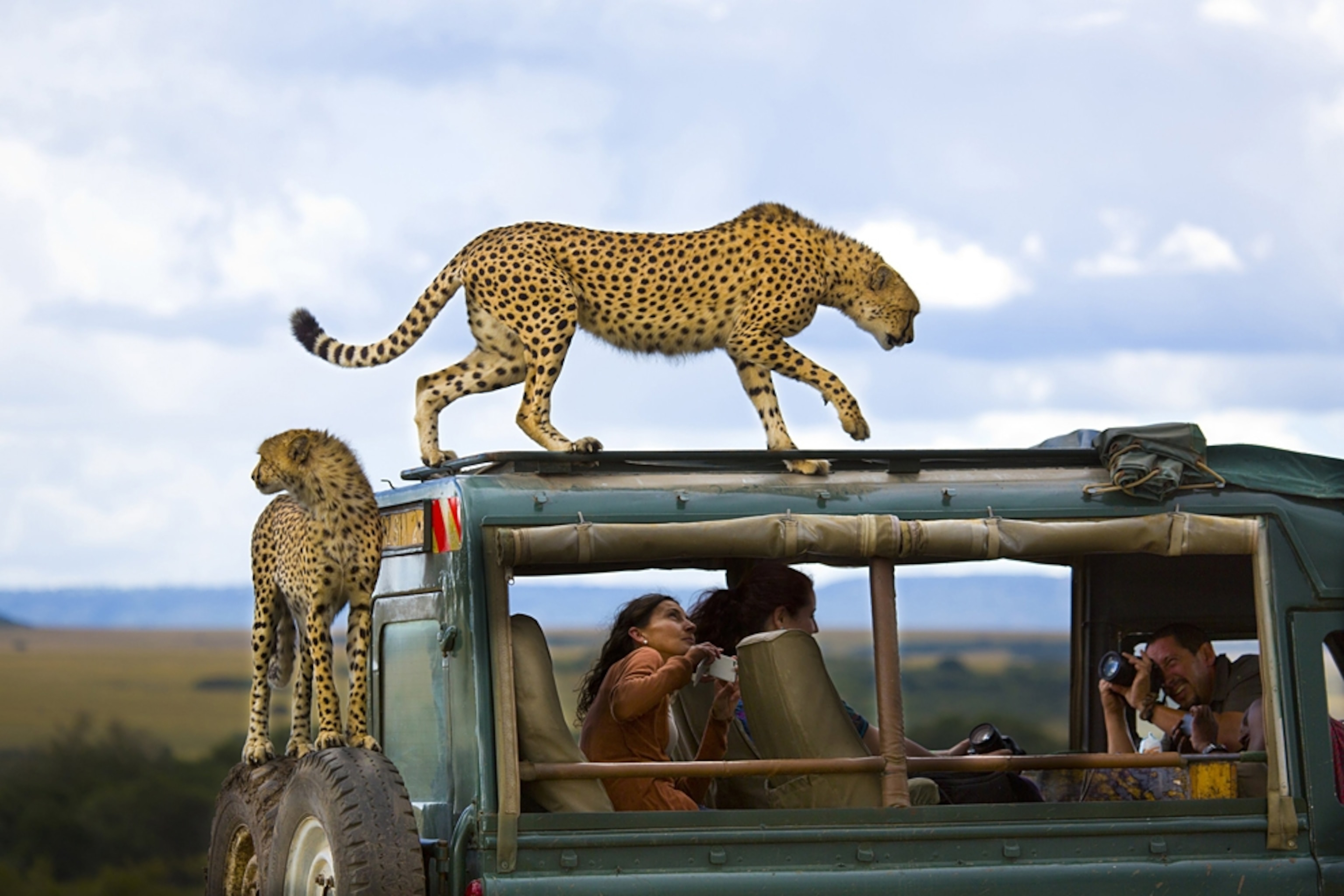 cheetahs in Kenya for the 2013 Traveler Photo Contest