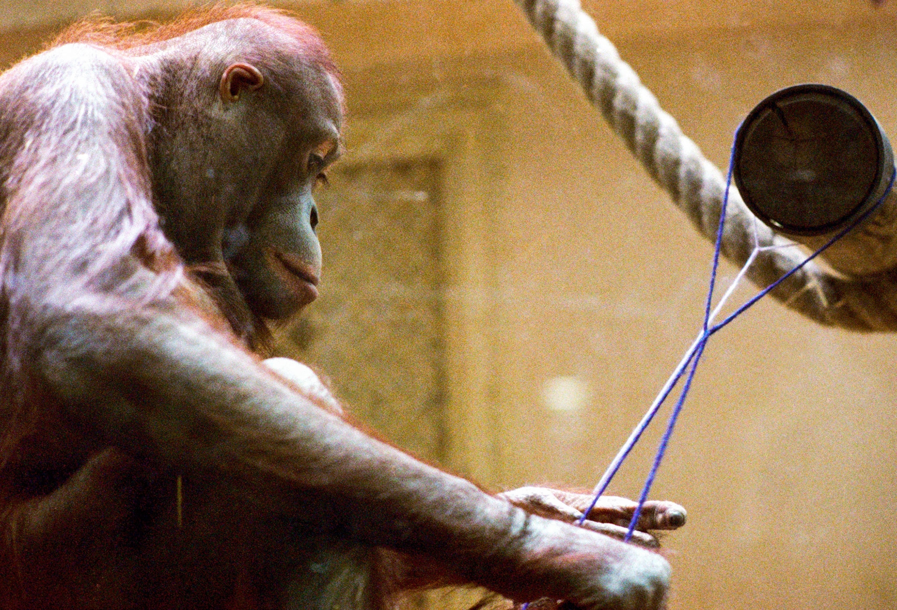 an orangutan tying knots in string