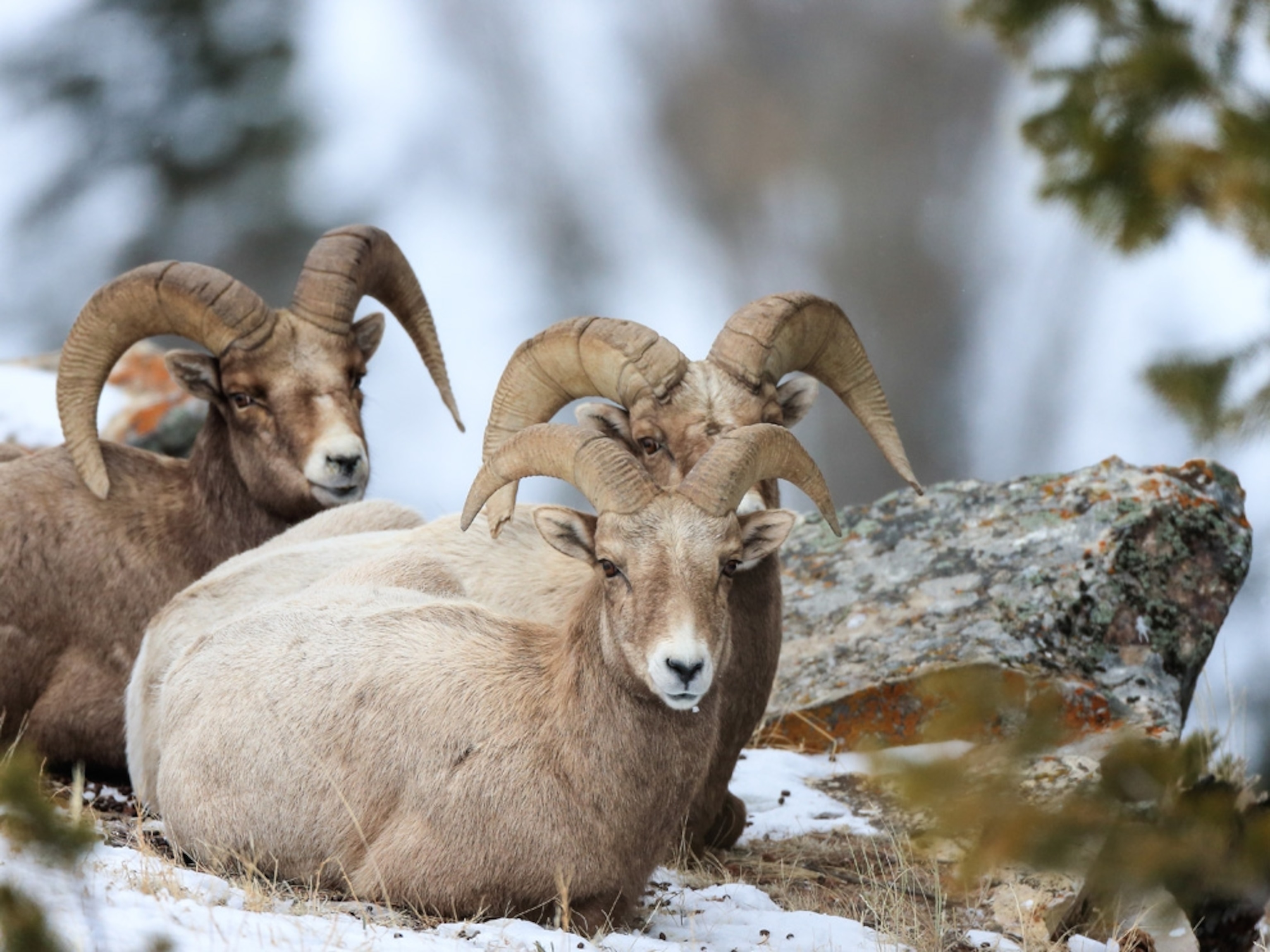 bighorn sheep in snow, Grand Teton National Park