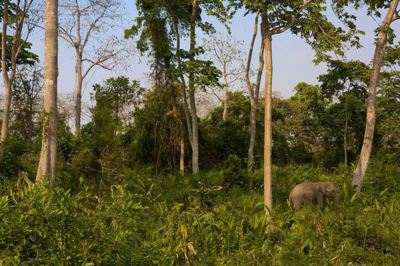 The forests of Kaziranga National Park provide much-needed habitat for globally threatened Asian elephants.