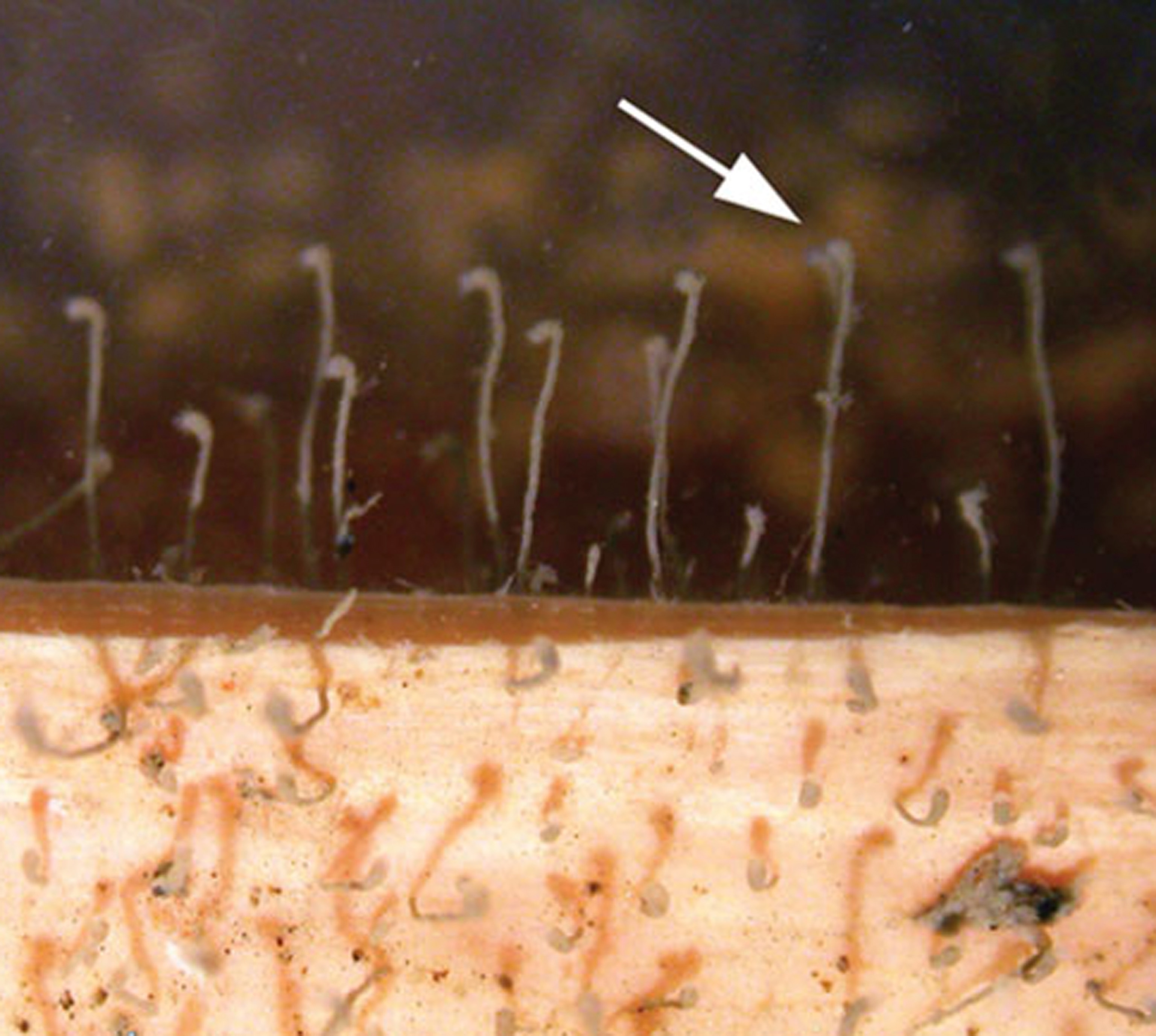 New Boneworm - Picture of hydroids colonizing a piece of wood researchers also placed on the seafloor off the Antarctic coast