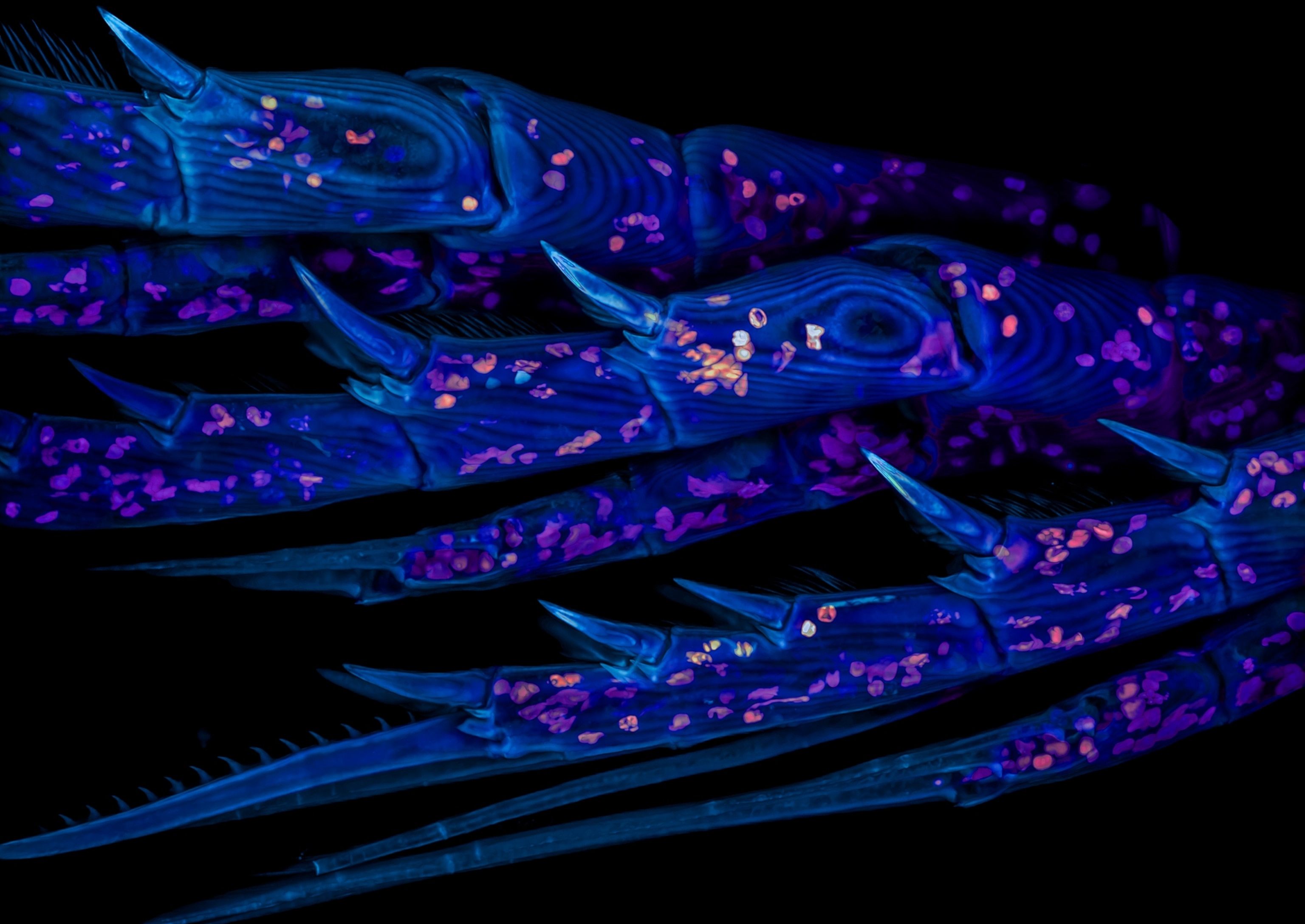 A magnified view of the claw-like antennae of a copepod