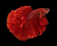 See The Flamboyant Grandeur Of The Common Betta Fish National Geographic