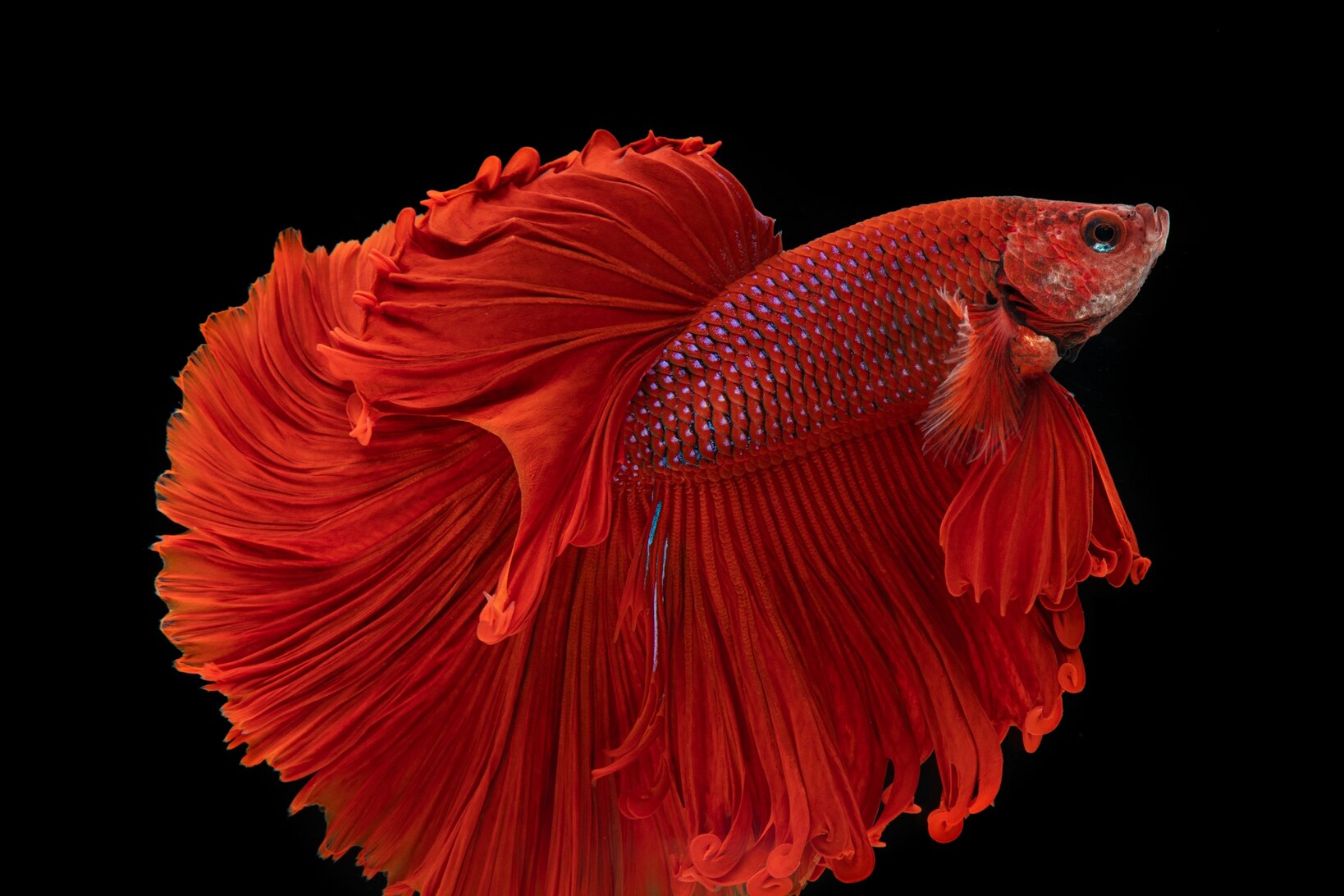 School Of Tropical Fish National Geographic