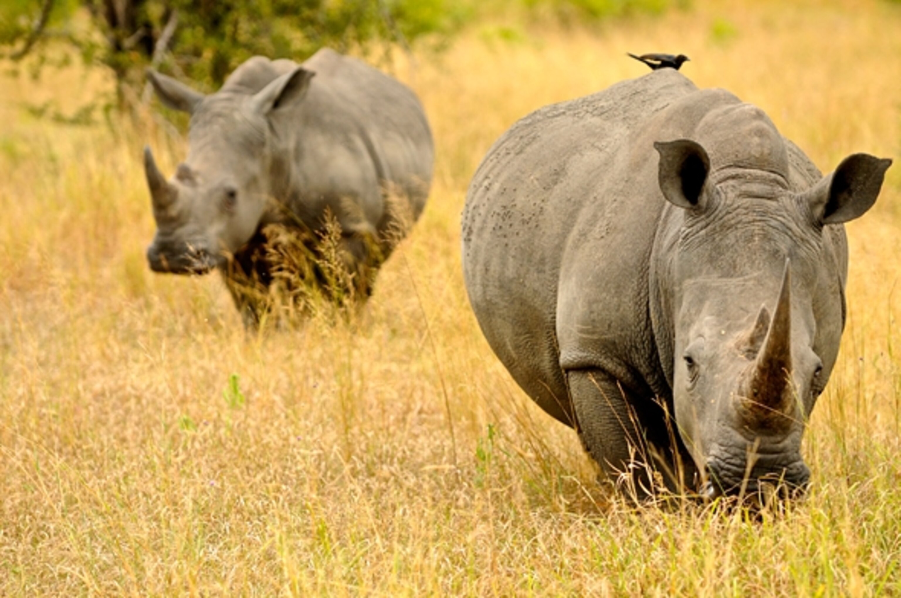 Rhinos in the bush at Kruger National Park. (Photograph by Rainer Jenss)