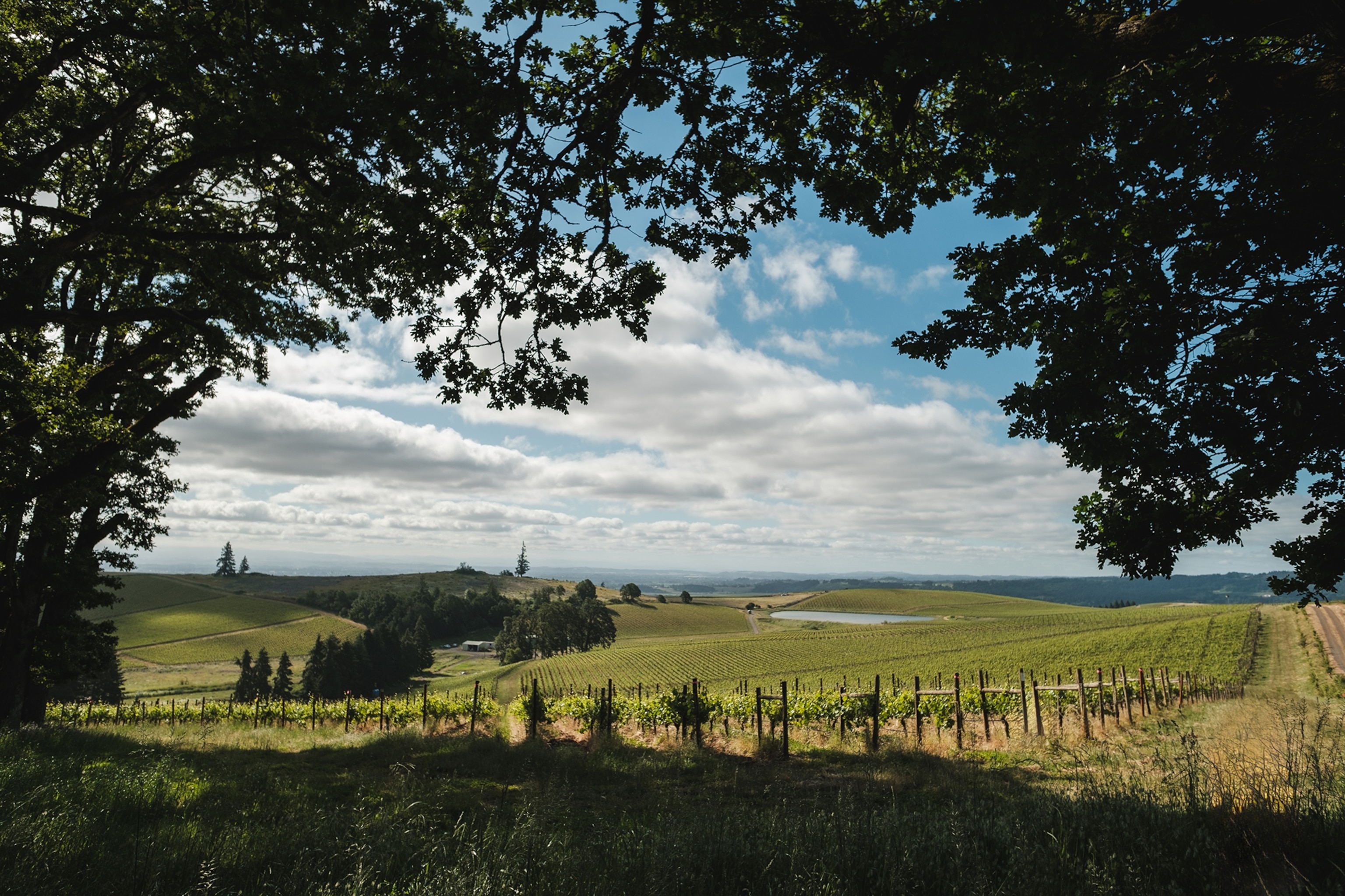 Spirit Hill Vineyard is one of Argyle's estate sites, and it's largest vineyard, with 130+ acres planted to Pinot Noir, Chardonnay and Pinot Meunier. The elevation and the Van Duzer Corridor’s winds make the vineyard a very cool climate growing site.

