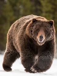 Biggest Grizzly Bear Biggest Grizzly Bear