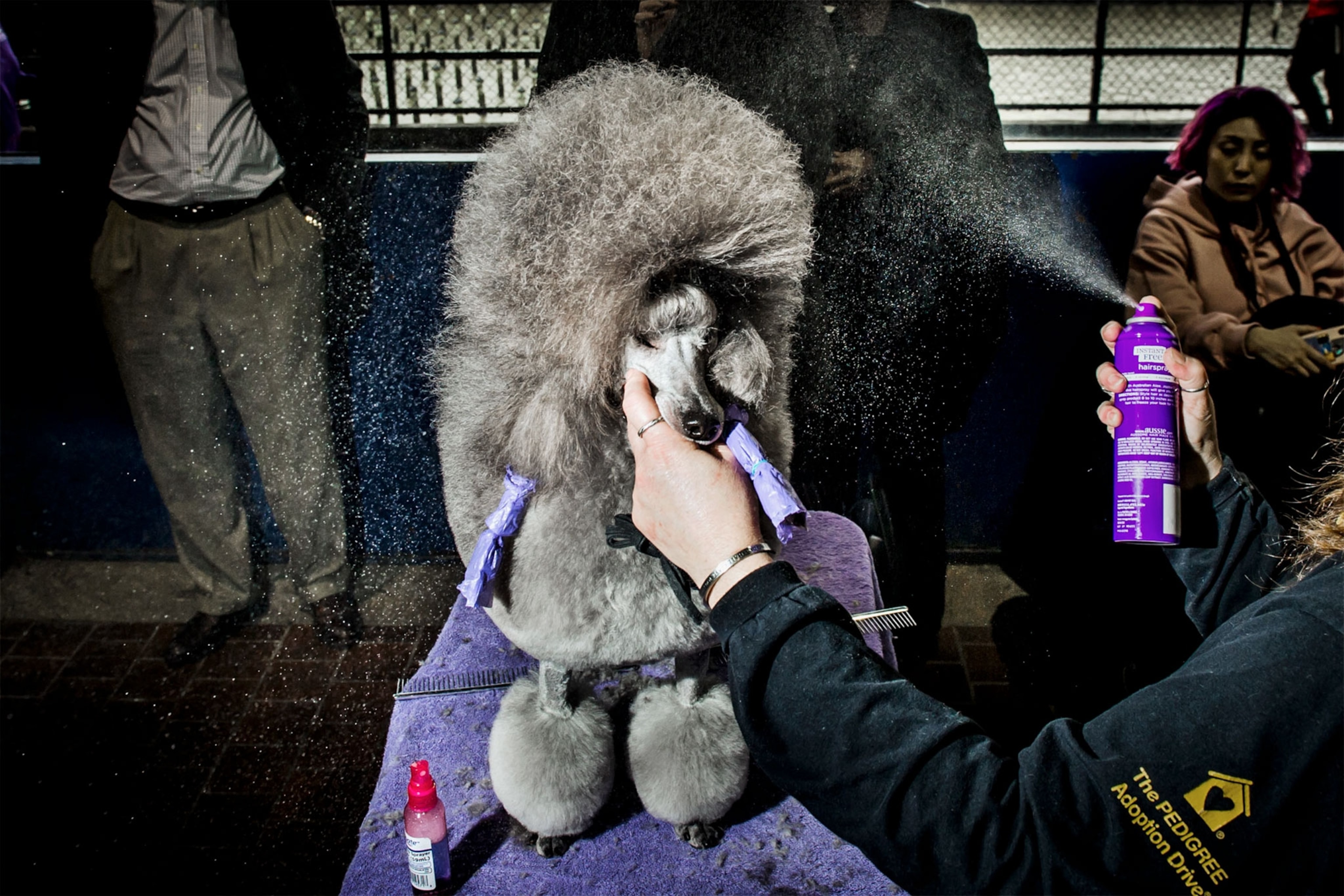 a poodle at Westminster Dog Show