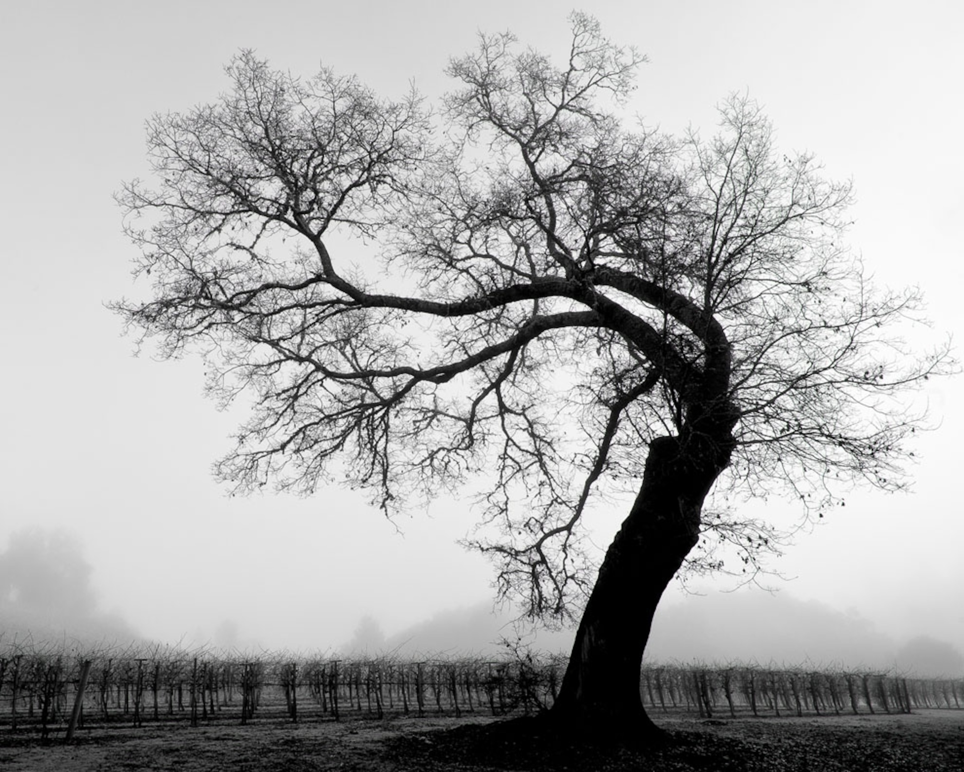 A Black Oak tree overlooks dormant vines in Sonoma County