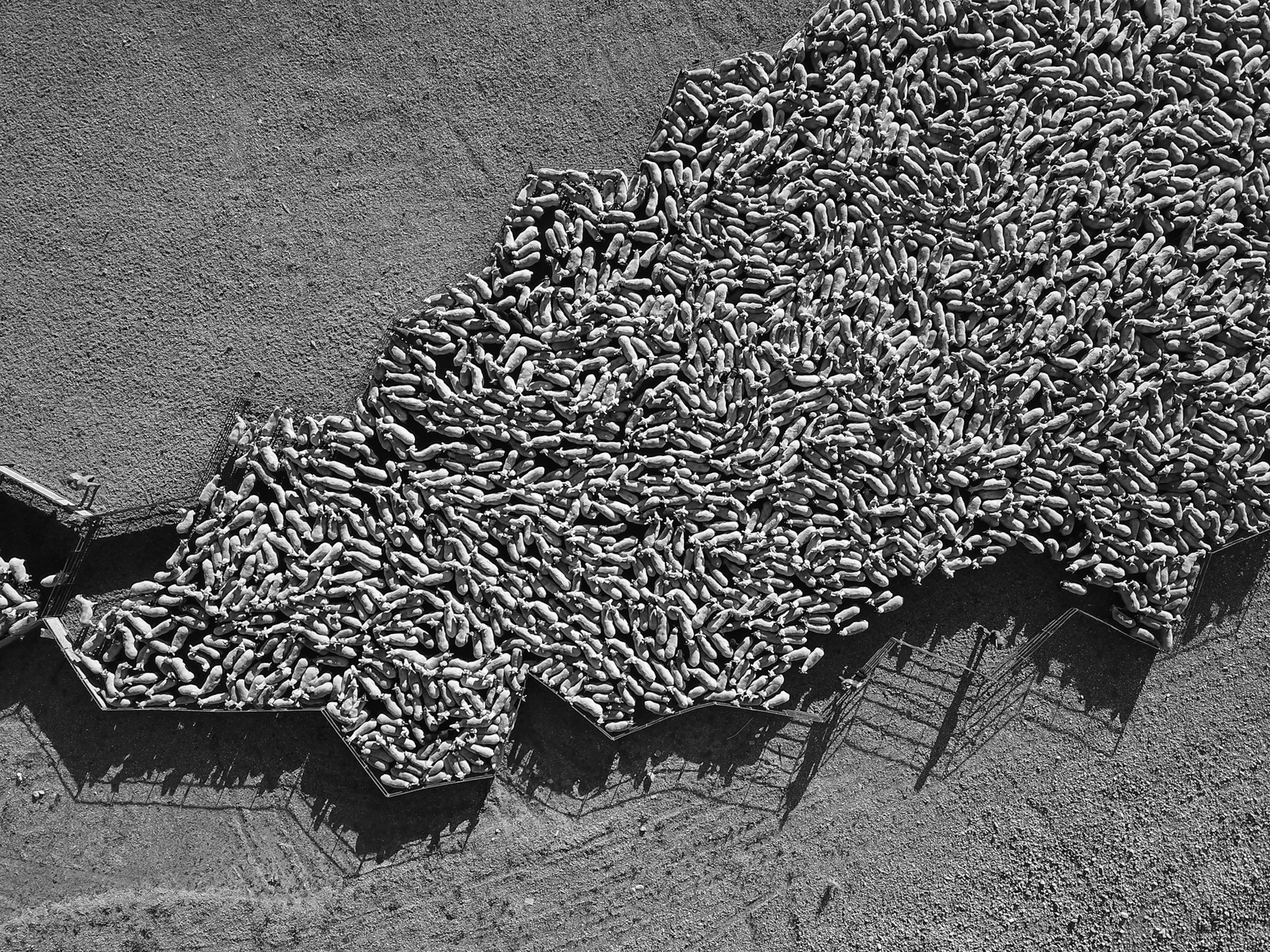 Overhead, black-and-white photo of a large flock of sheep.