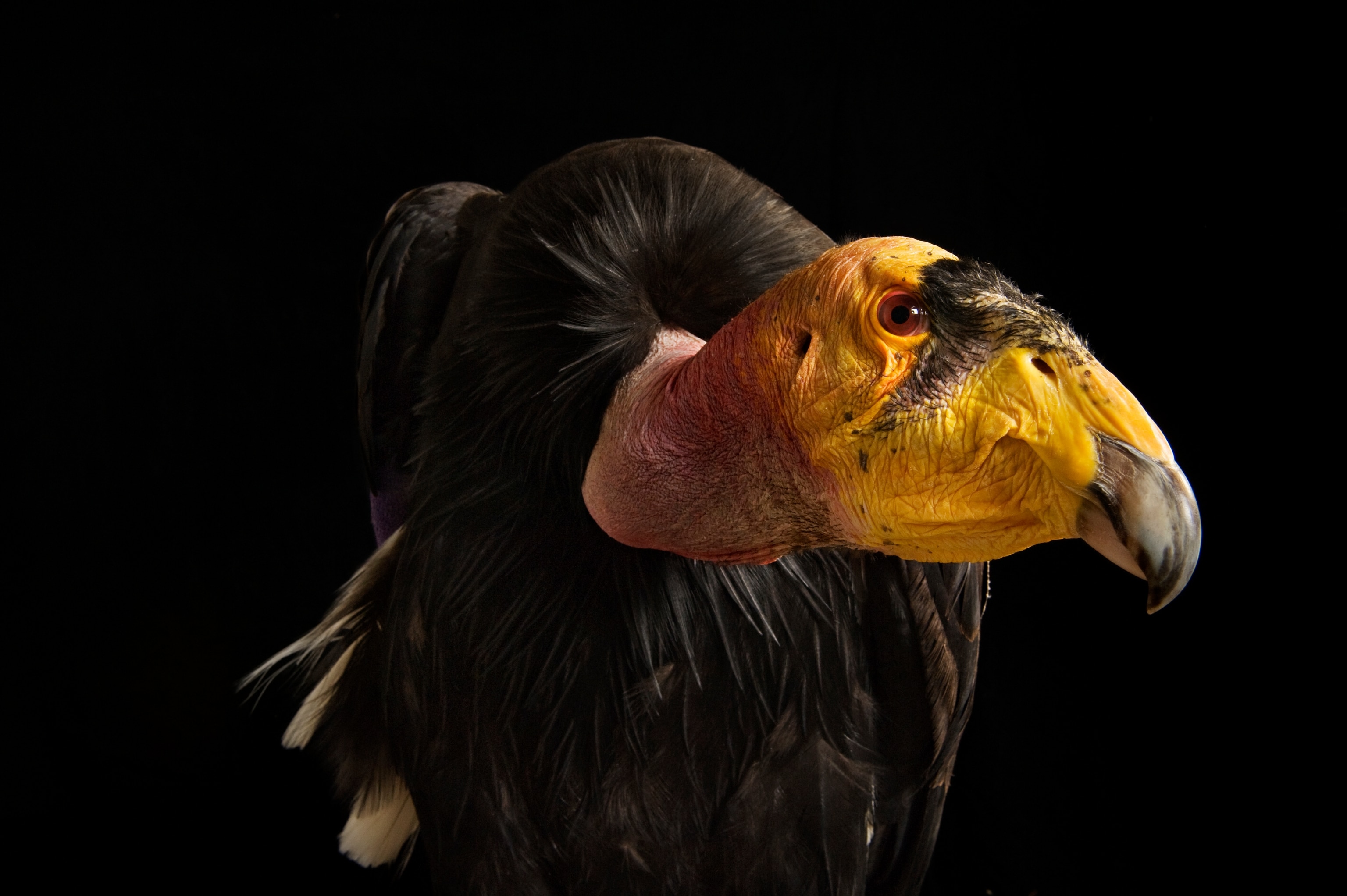 A captive California condor, Gymnogyps californianus at Phoenix Zoo. They survived the Ice Age, but condors barely held out against Homo sapiens. Many of these scavengers were shot or poisoned by fragments of lead left behind by hunters. In 1985 just nine wild birds remained. Captive breeding and reduced use of lead ammunition have brought the species back.