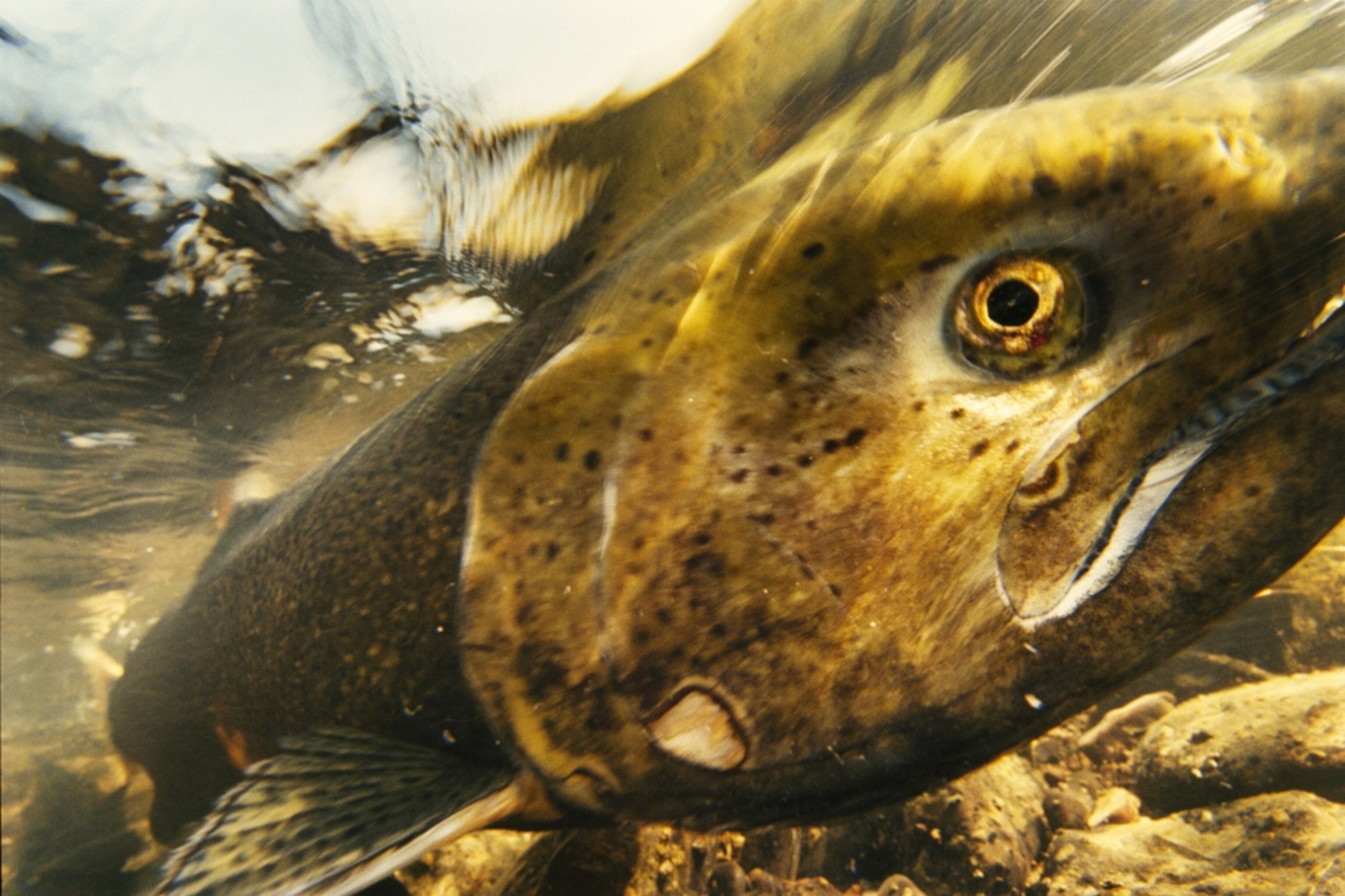 a chinook salmon in the John Day River, Oregon