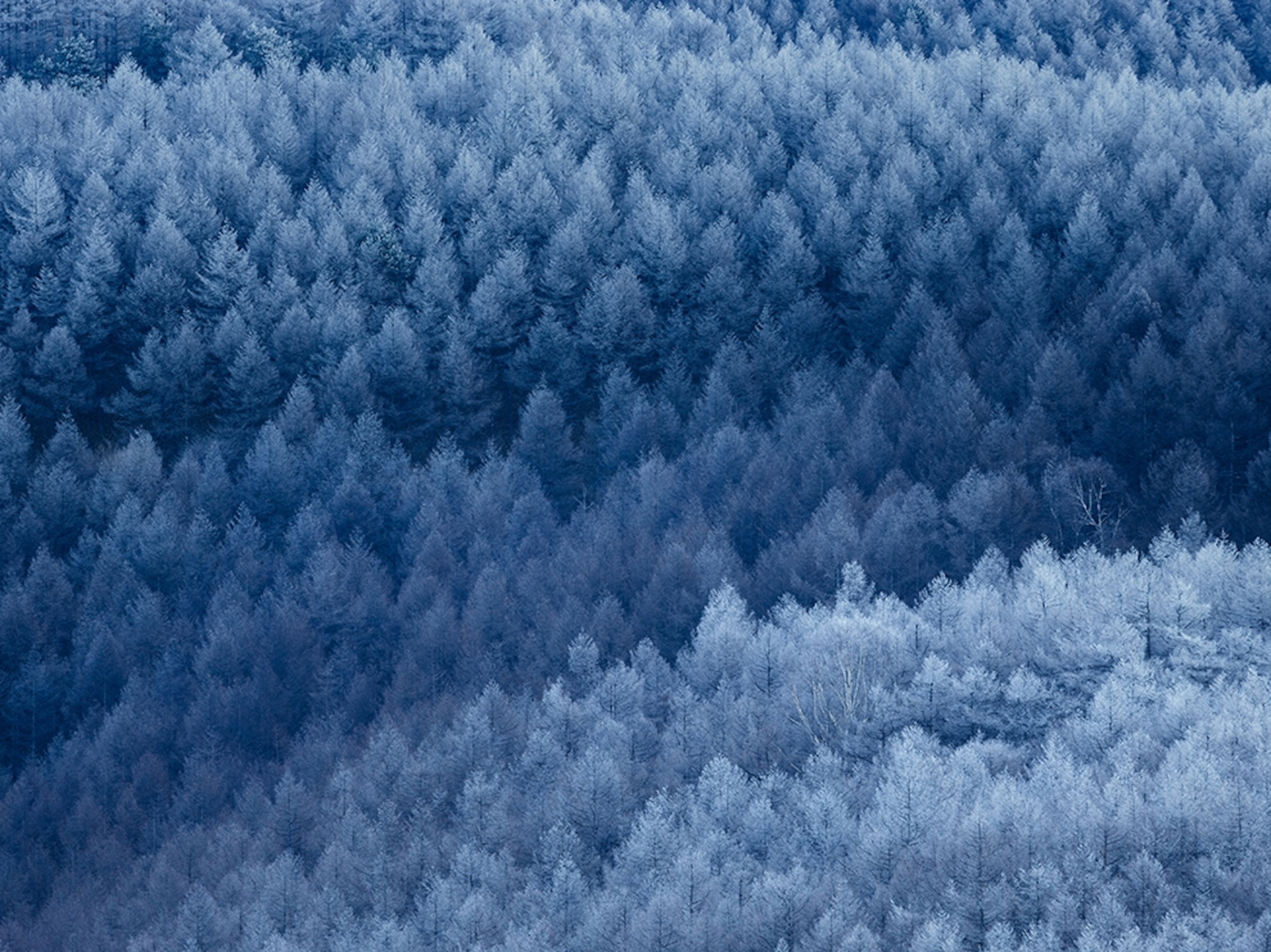 snow covered trees on Mount Taka Bocchi, Nagano, Japan
