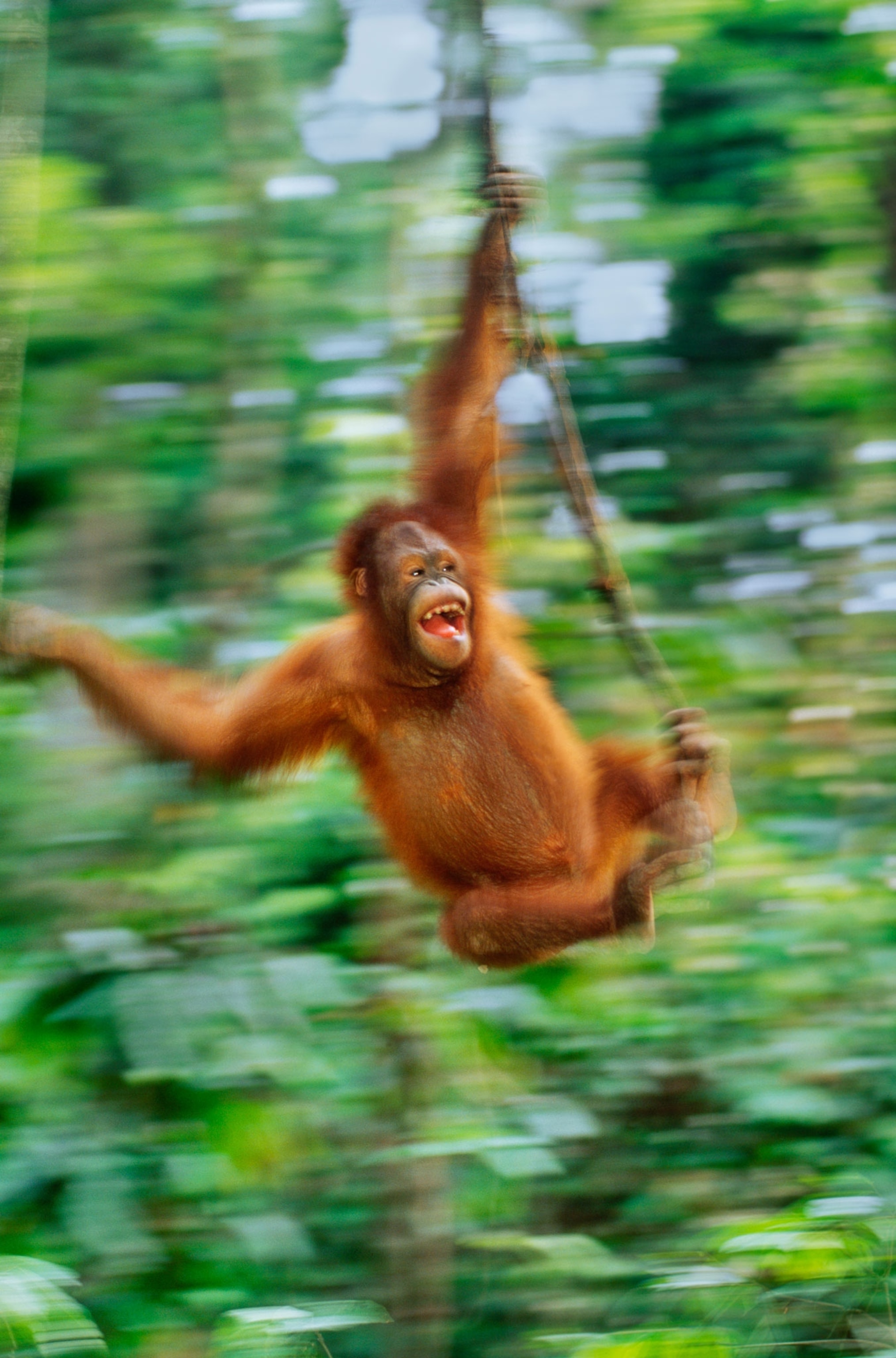 orangutan flying on vine